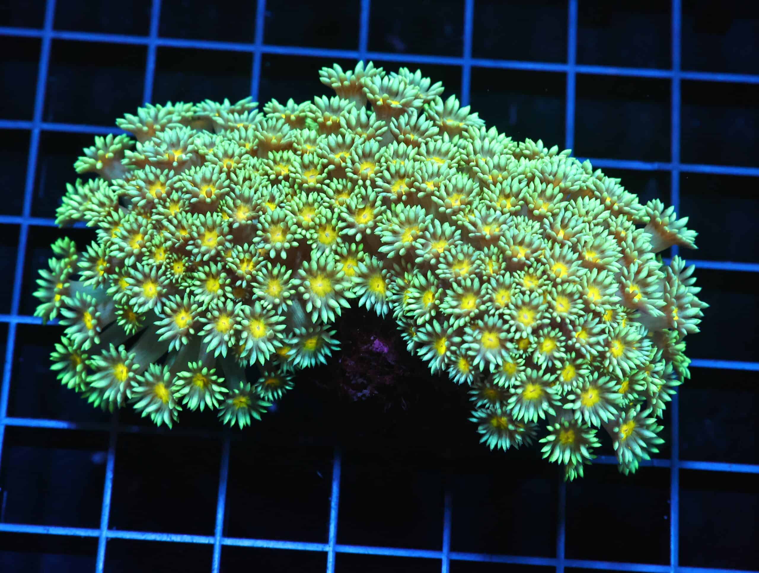 H77 - INDO YELLOW SNOWCONE GONIOPORA