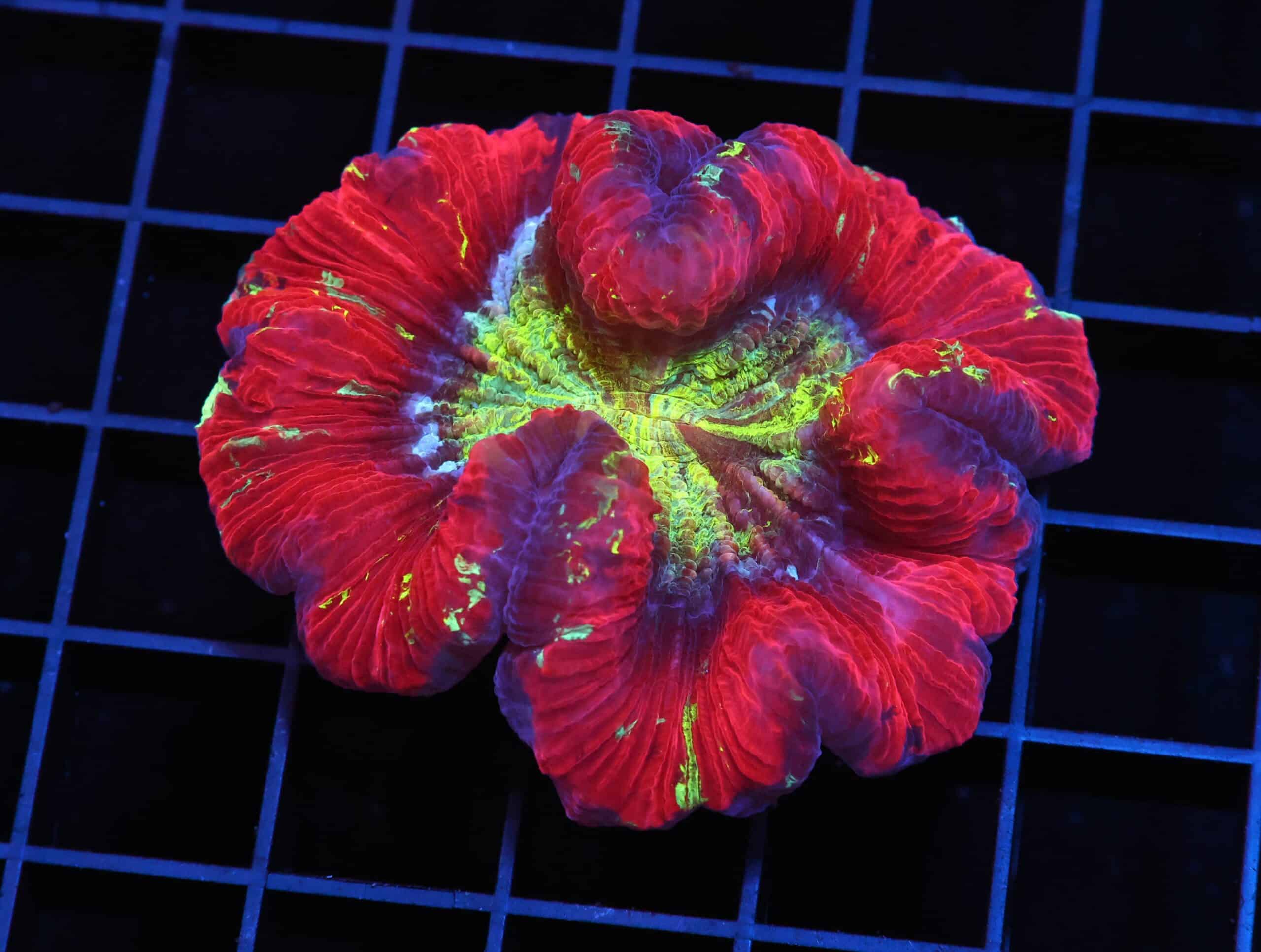 H79 - INDO NUCLEAR BLAST TRACHY