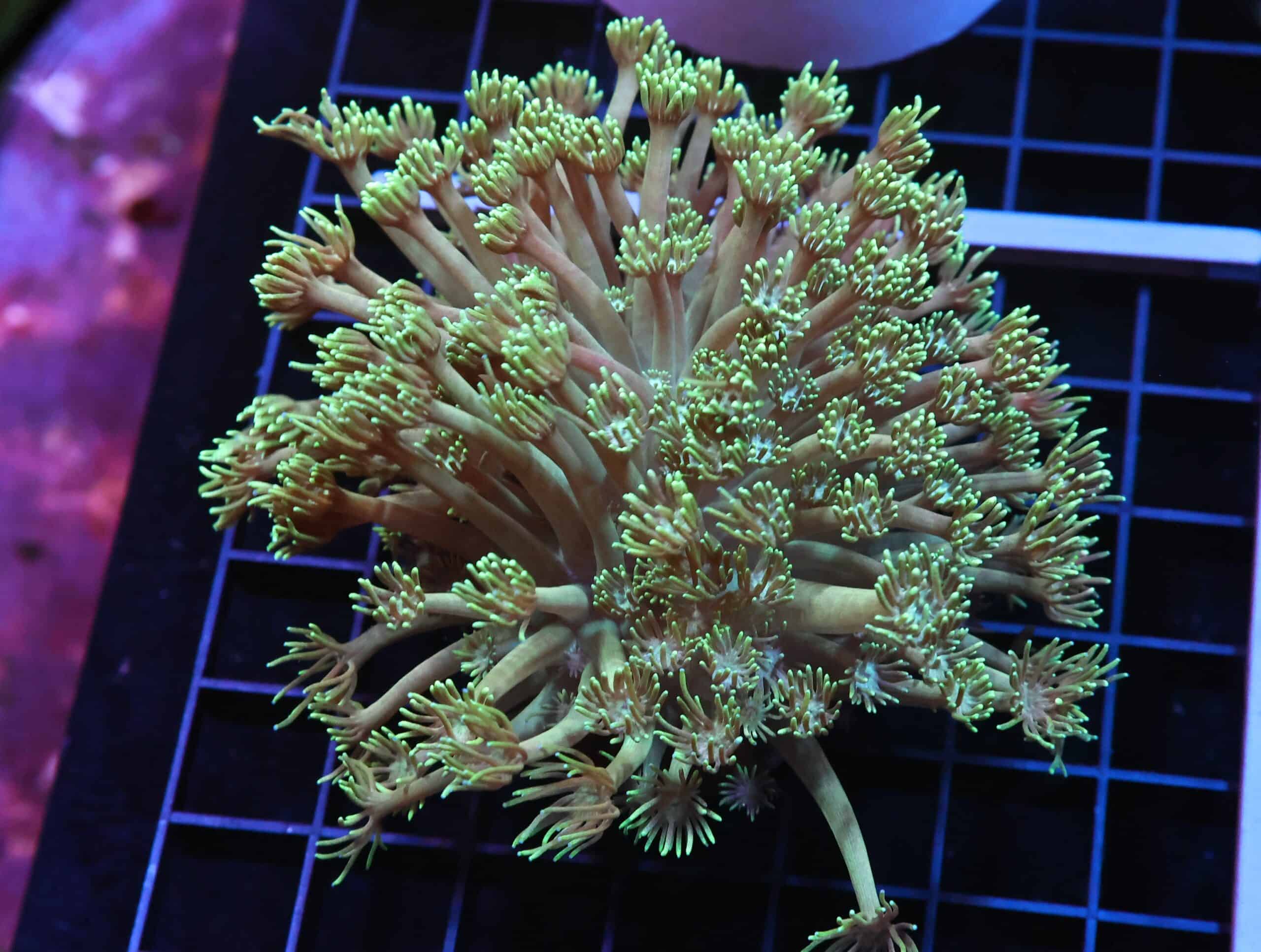 H80 - INDO PASTEL METALLIC GONIOPORA