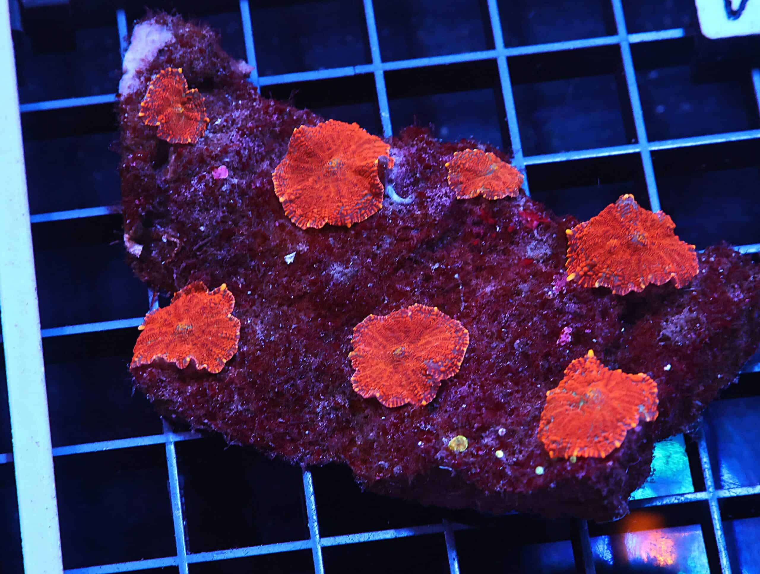 H84 - FLORIDA ORANGE RHODACTIS MUSHROOM