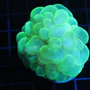 H86 - INDO RADIOACTIVE BUBBLE CORAL