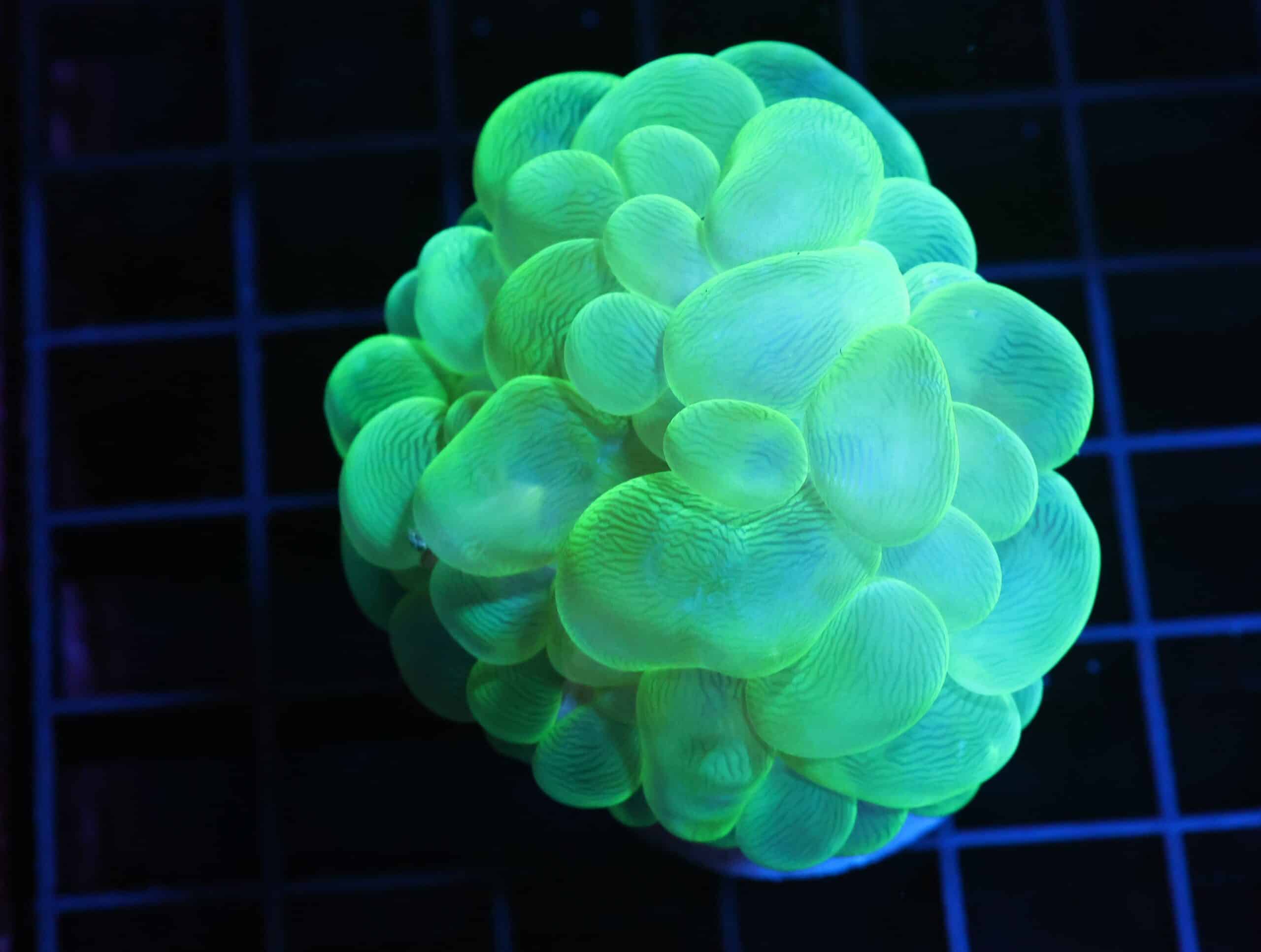 H86 - INDO RADIOACTIVE BUBBLE CORAL