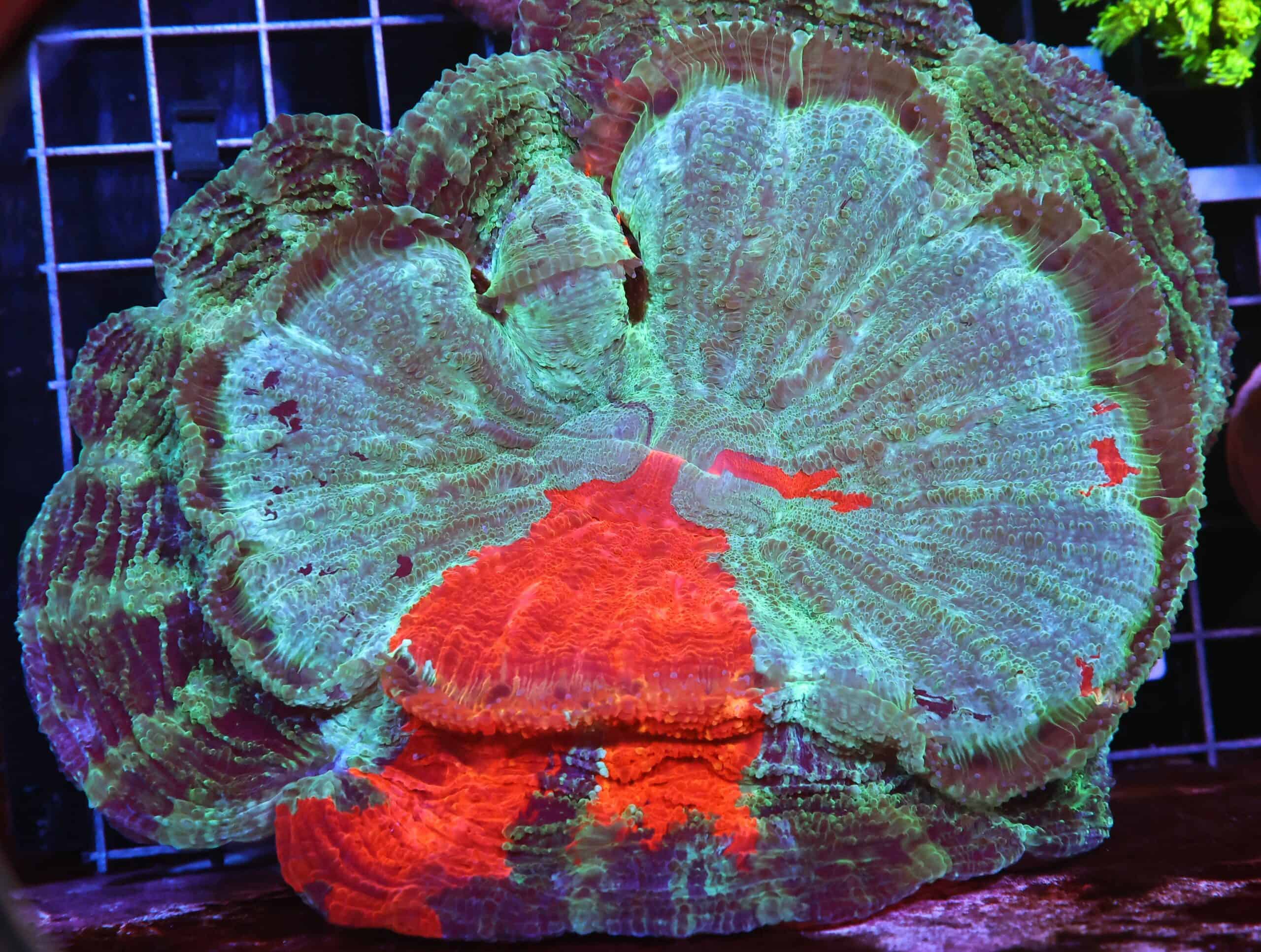 H91 - MALAYSIAN RED STRIPE ACANTHOPHYLLIA