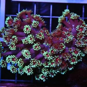 H93 - INDO RED EYE GONIOPORA