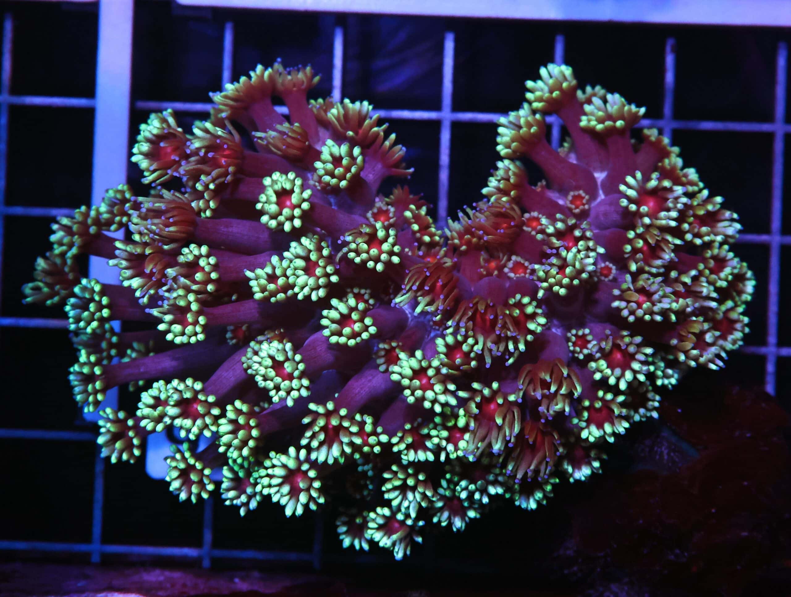 H93 - INDO RED EYE GONIOPORA