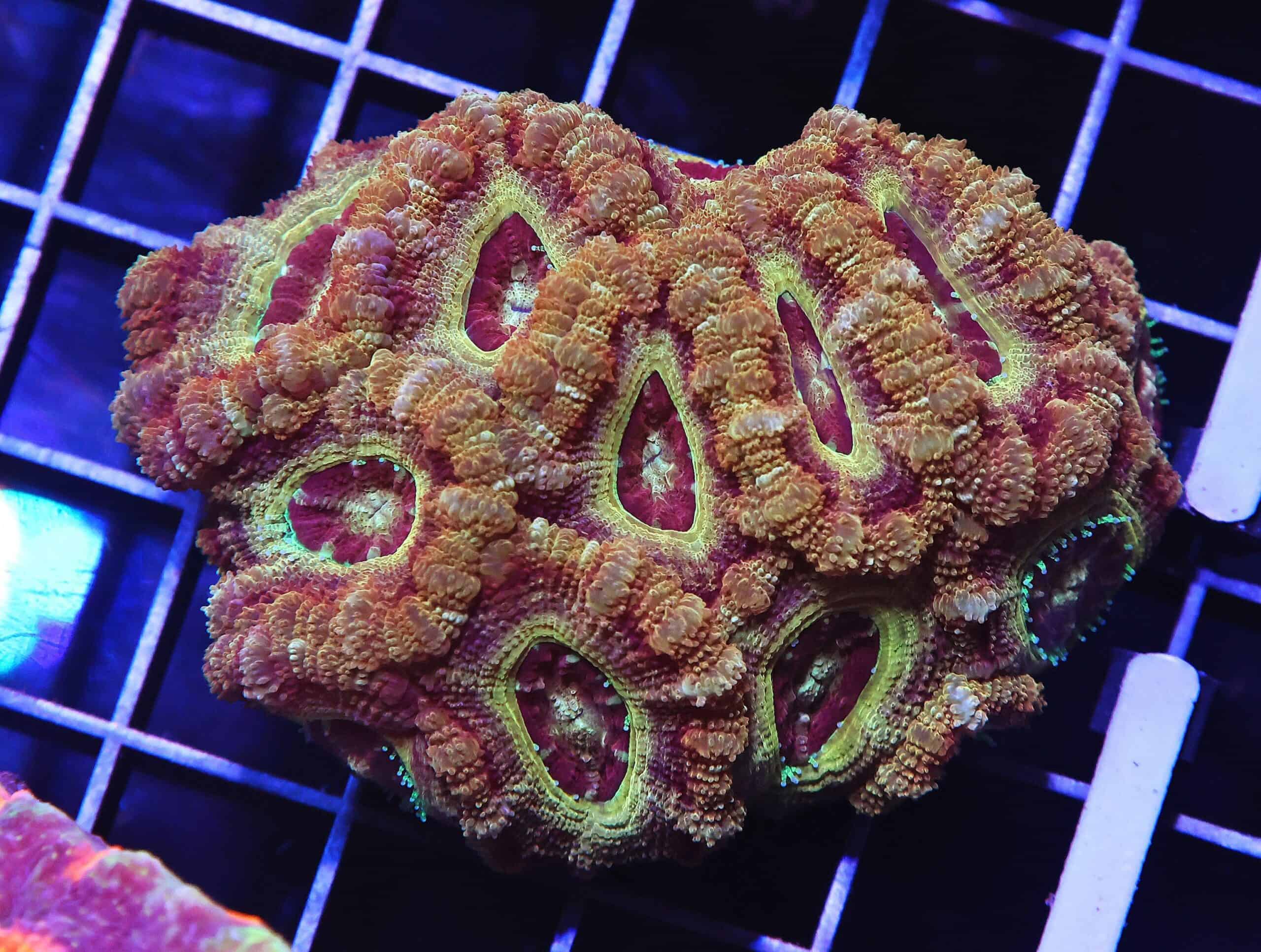 H99 - MALAYSIAN PURPLE EYE ACAN LOG