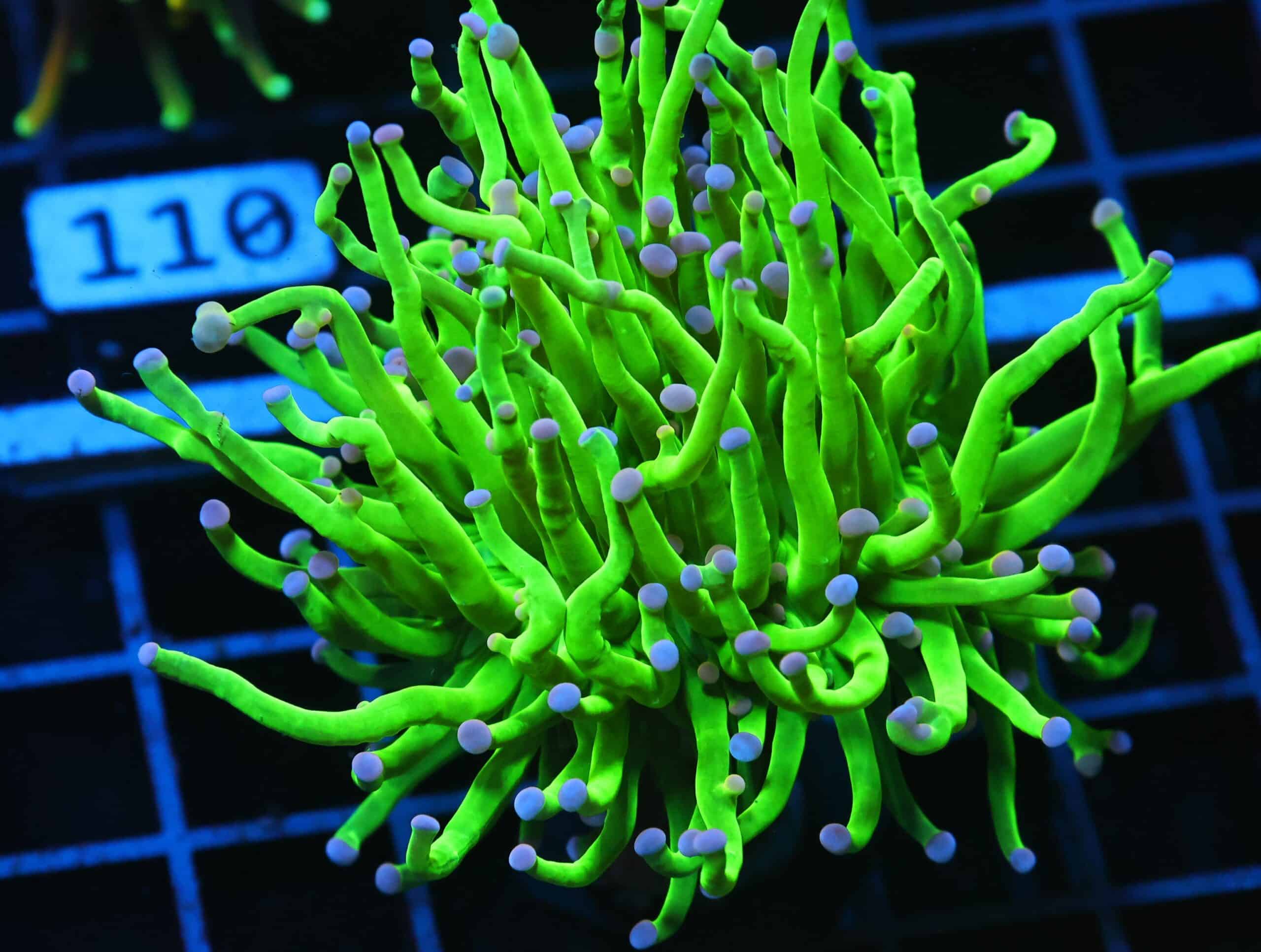 J105 - MALAYSIAN TORCH SKITTLES 1 HEAD