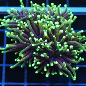 J107 - INDO TORCH DRAGON SOUL 3 HEAD