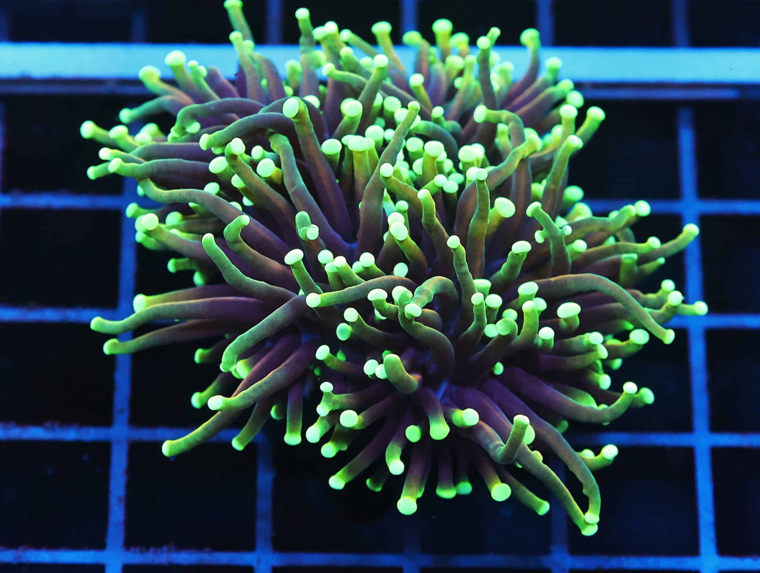 J107 - INDO TORCH DRAGON SOUL 3 HEAD