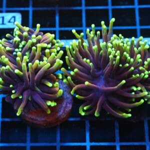 J109 - 2PK INDO TORCH DRAGON SOUL 3 HEAD TOTAL