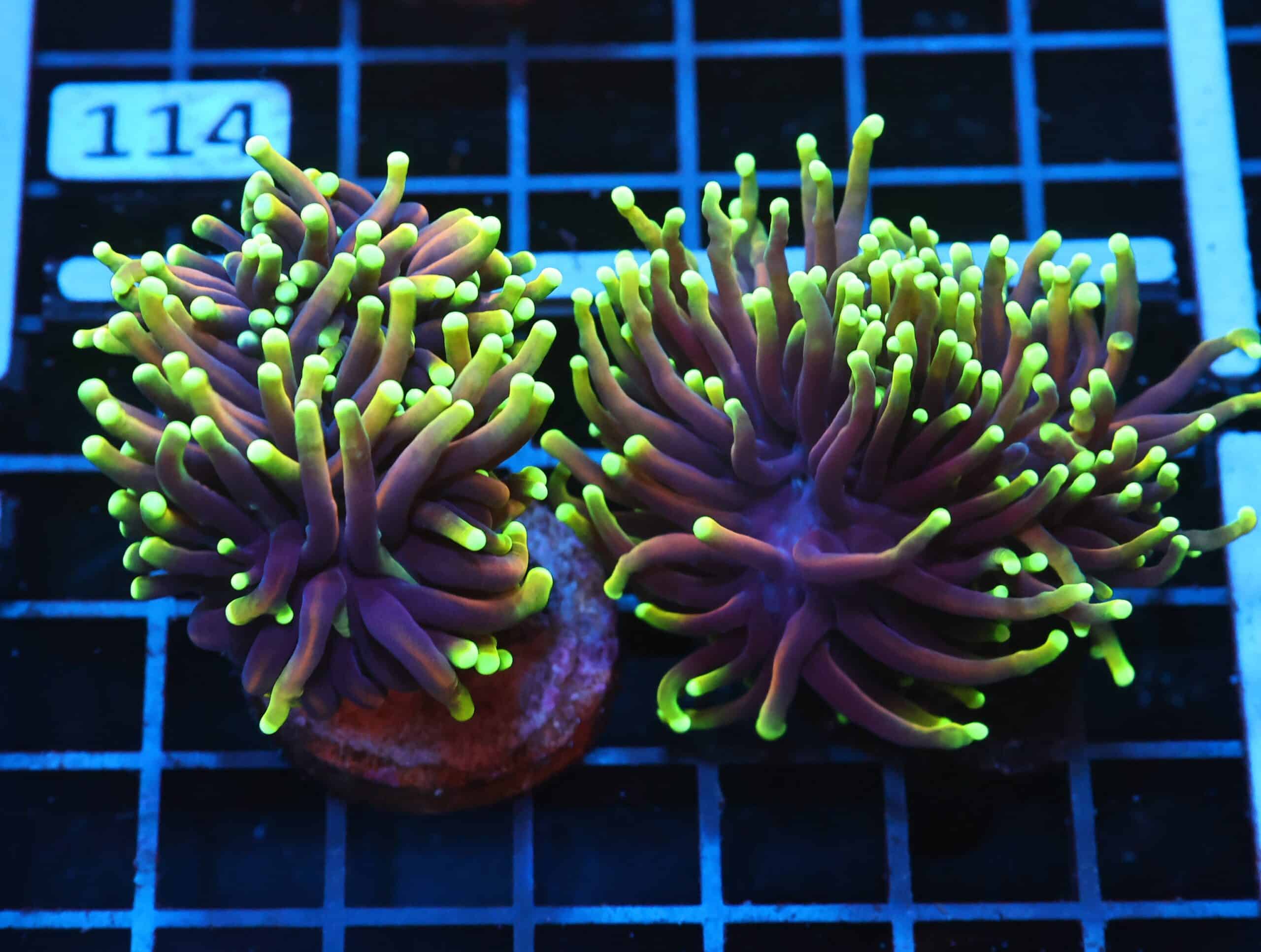 J109 - 2PK INDO TORCH DRAGON SOUL 3 HEAD TOTAL