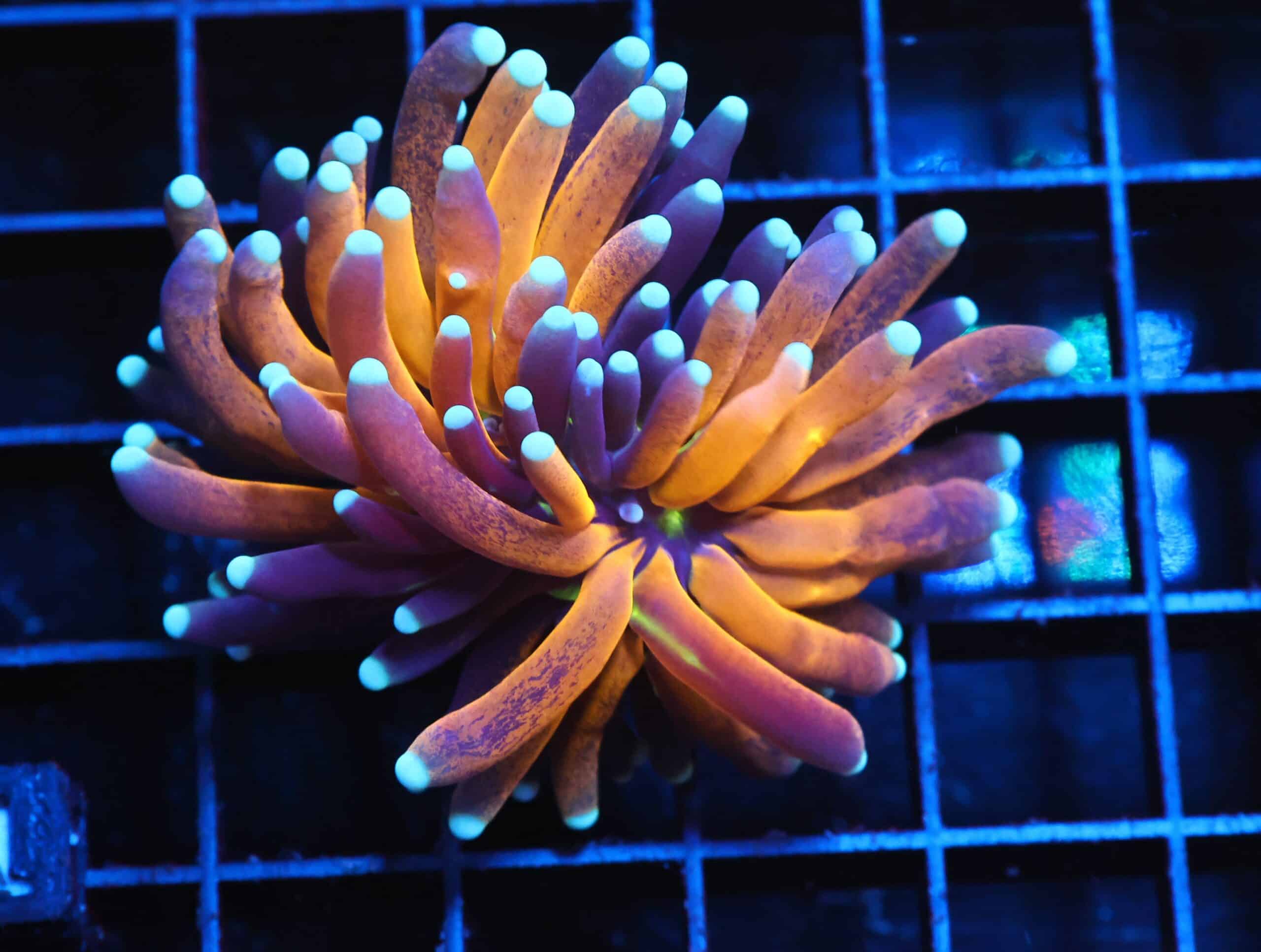 J11 - MALAYSIAN TORCH GOLD TIGER 1 HEAD