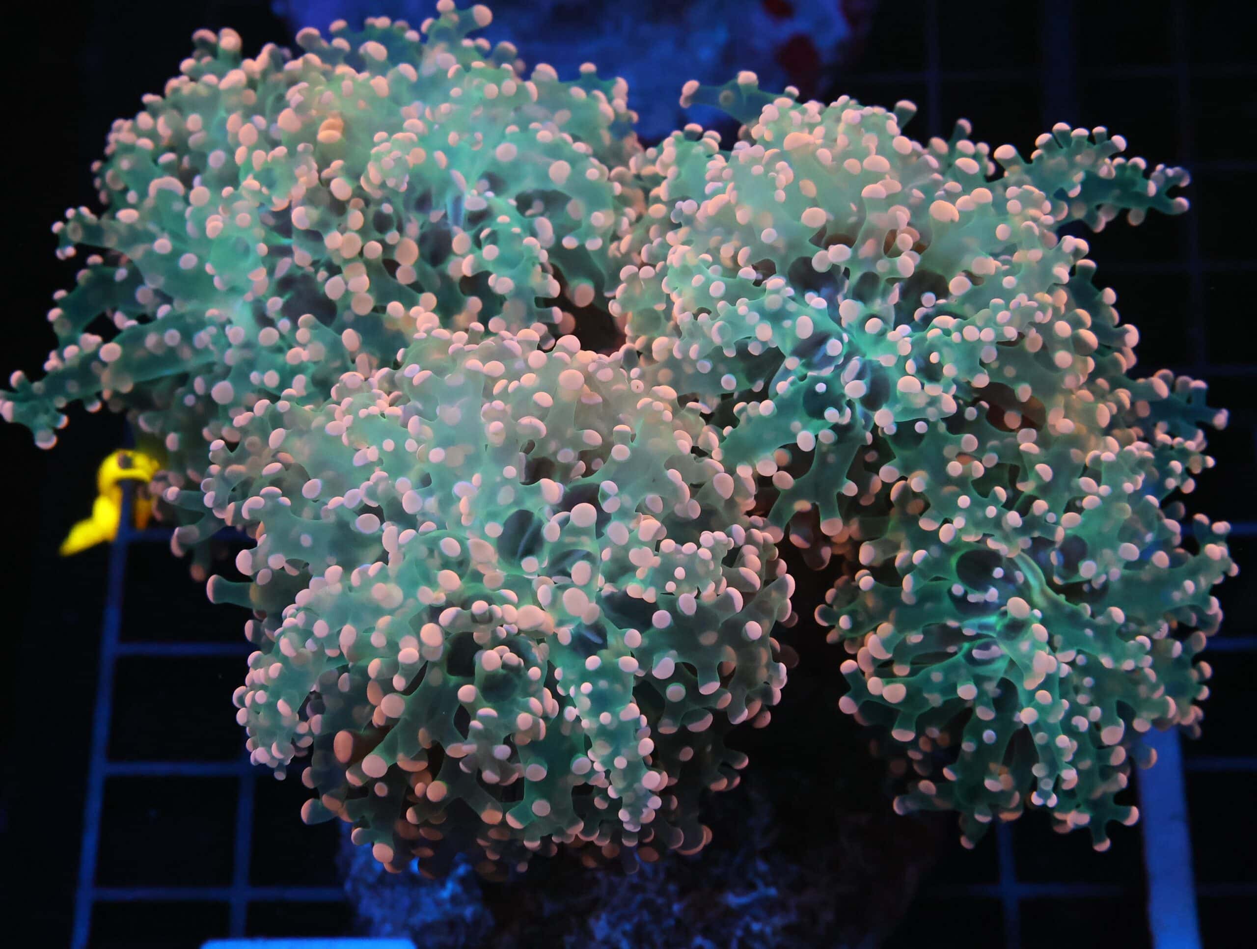 J111 - INDO FROGSPAWN BRANCH PEACH 5 HEAD