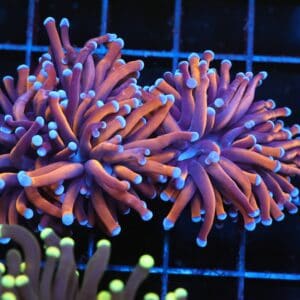 J12 - INDO TORCH GOLD VARIANT 2 HEAD