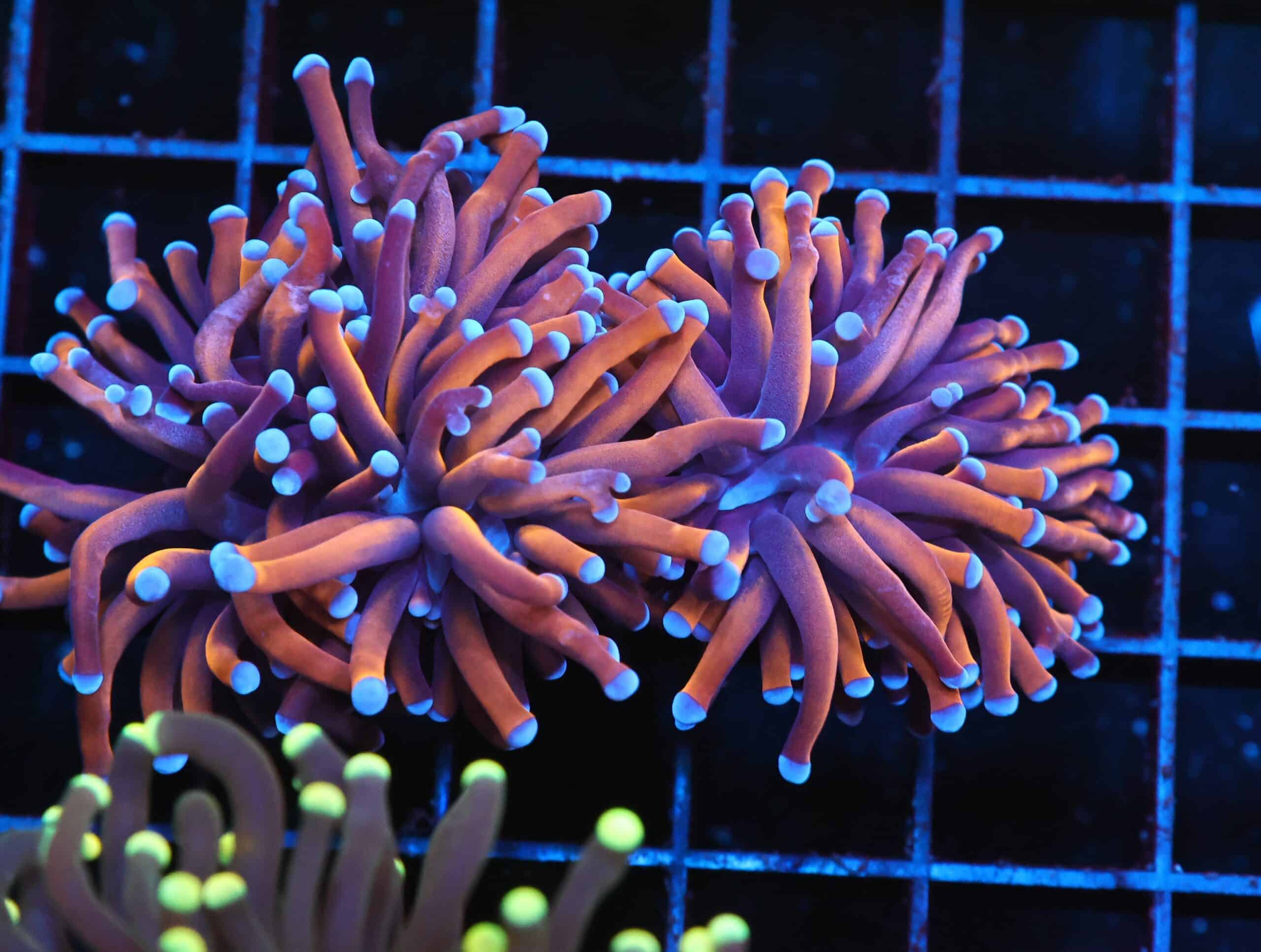 J12 - INDO TORCH GOLD VARIANT 2 HEAD