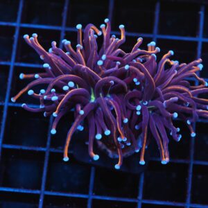 J122 - INDO TORCH GOLD VARIANT 2 HEAD