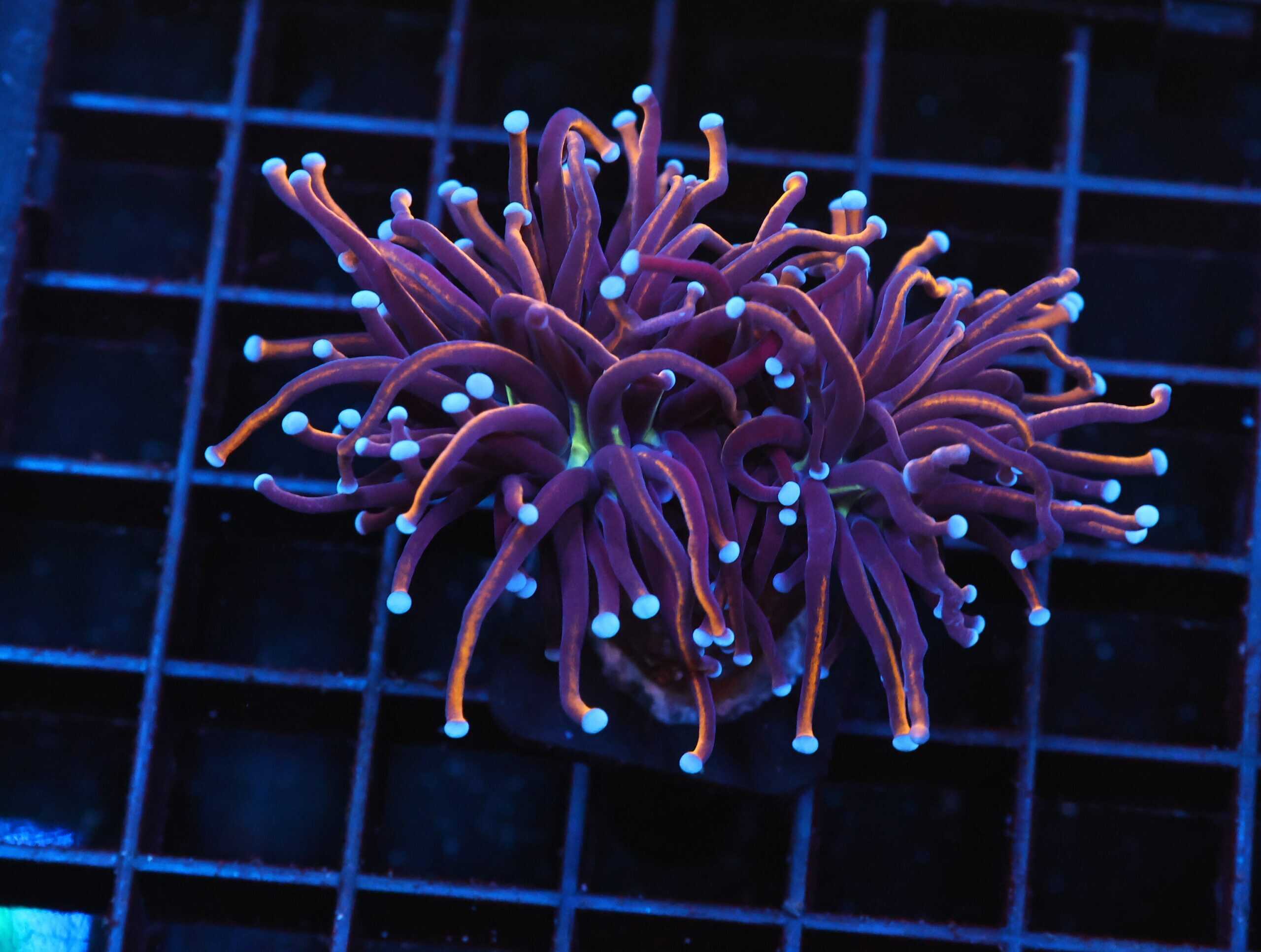 J122 - INDO TORCH GOLD VARIANT 2 HEAD