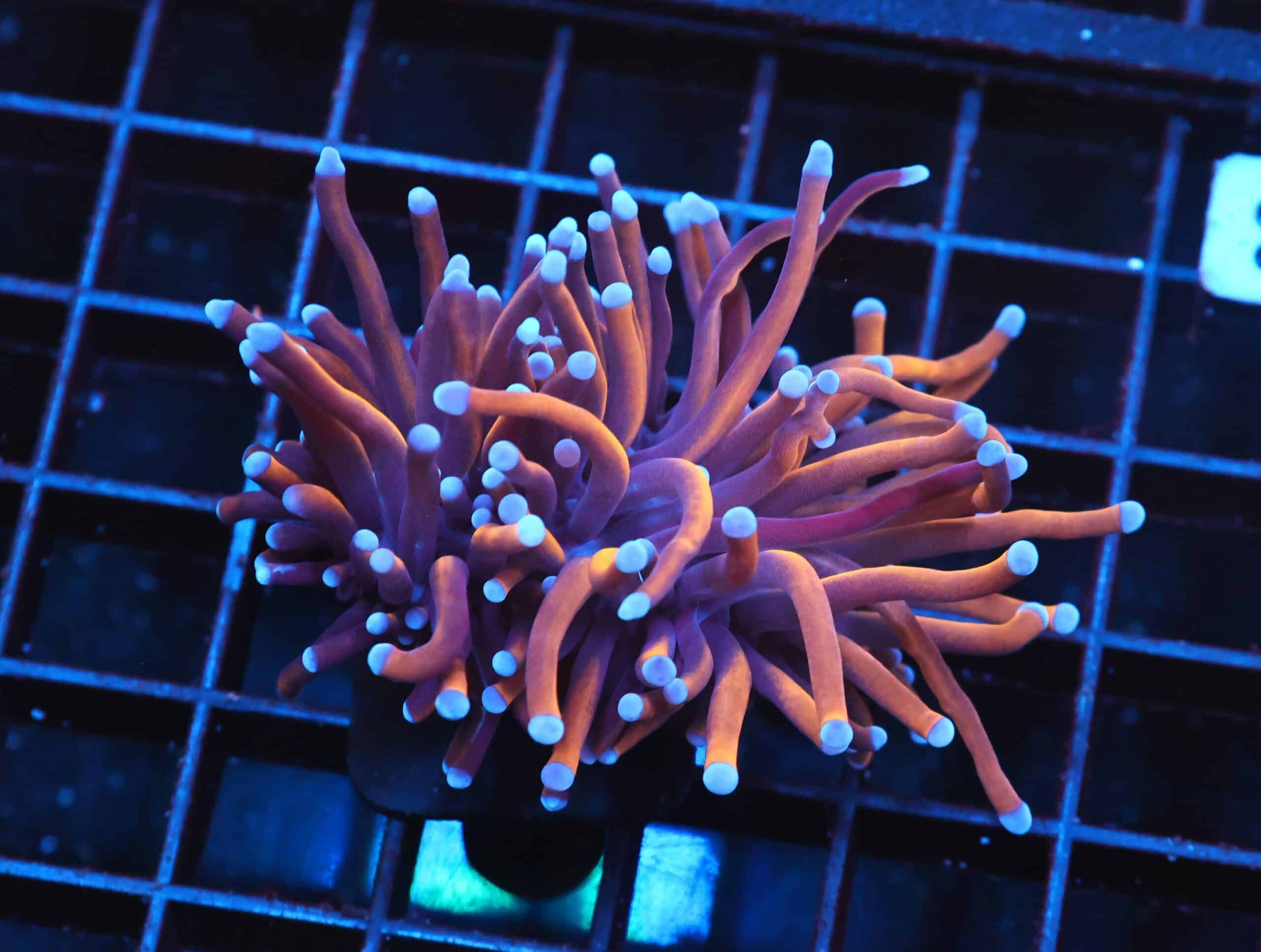 J123 - INDO TORCH GOLD VARIANT 2 HEAD