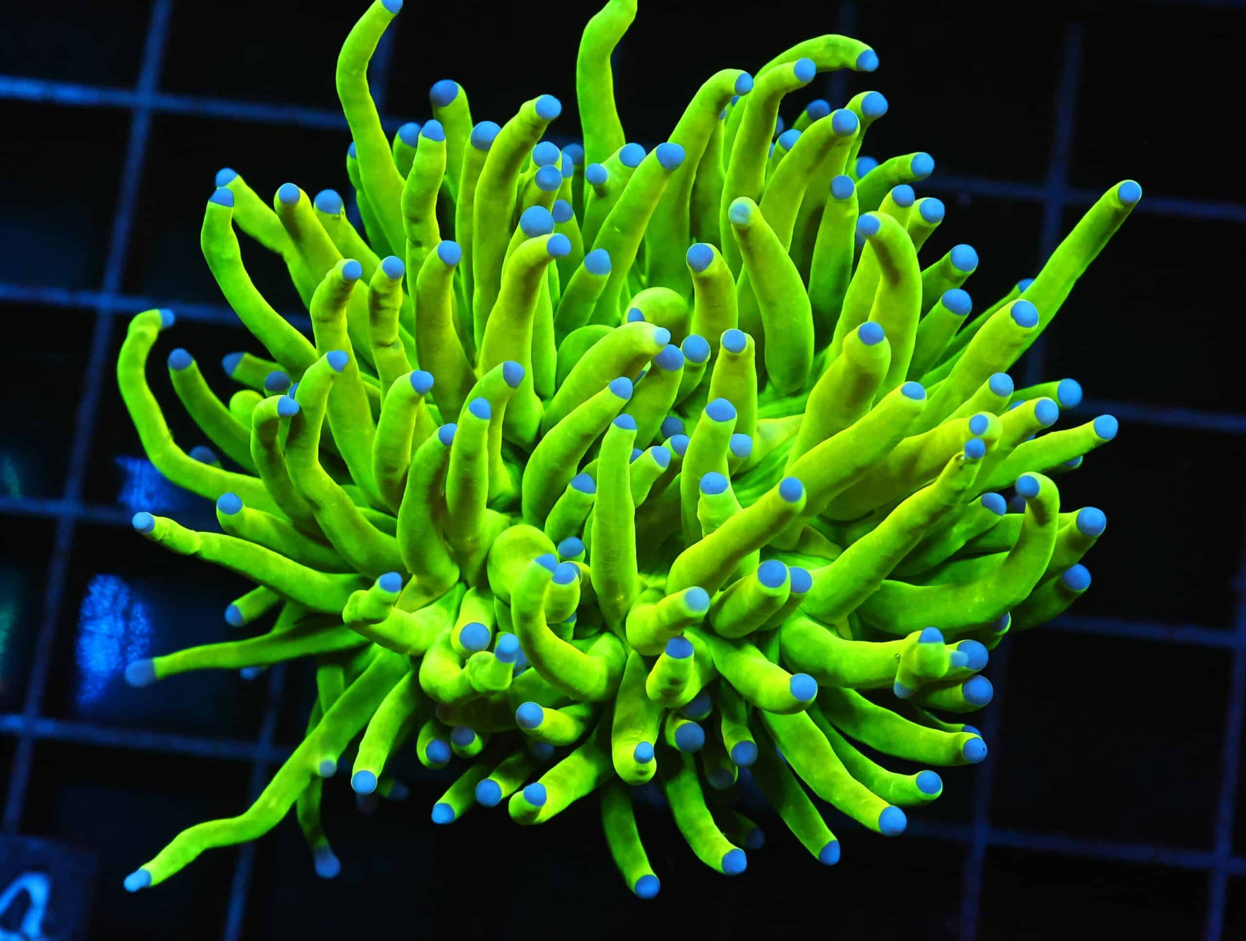 J14 - MALAYSIAN TORCH GREEN GRAIL 1 HEAD