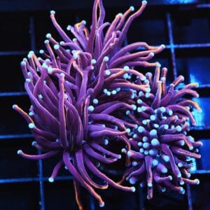 J15 - INDO TORCH GOLD VARIANT 3 HEAD