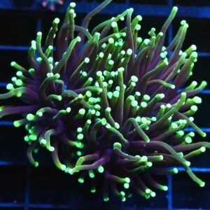 J16 - INDO TORCH DRAGON SOUL 2 HEAD