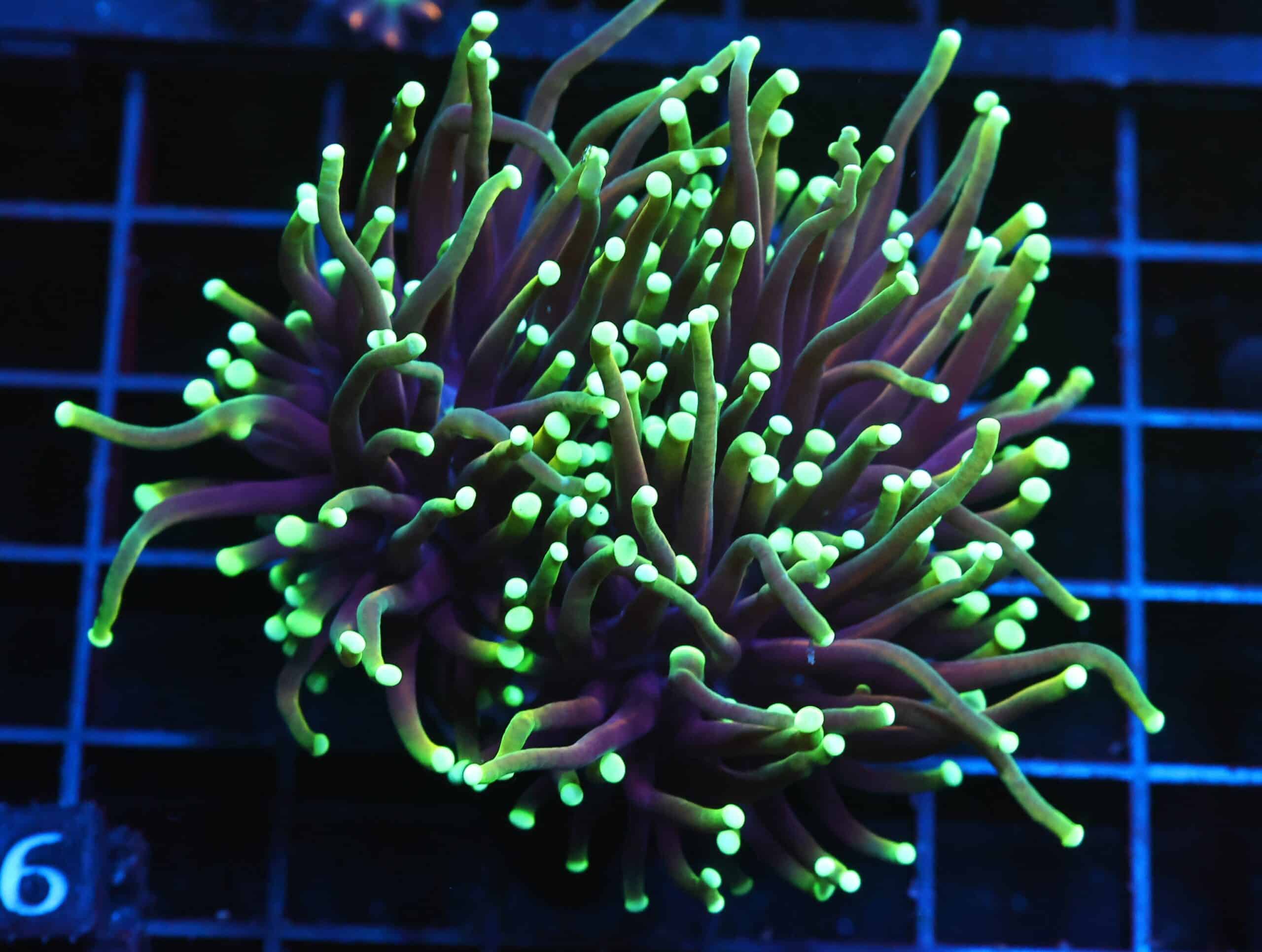 J16 - INDO TORCH DRAGON SOUL 2 HEAD