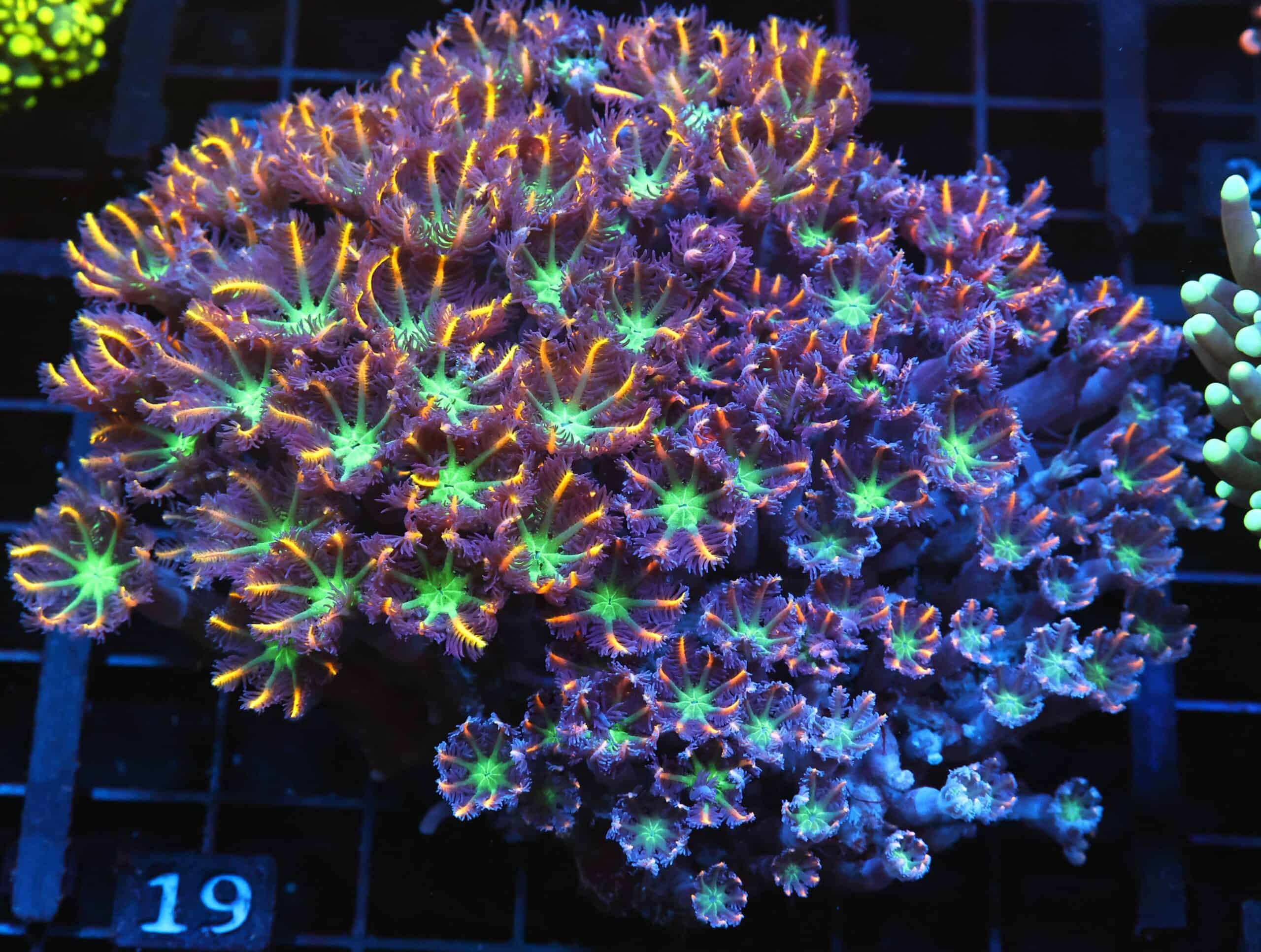 J19 - INDO GLOVE POLYP FIREWORKS