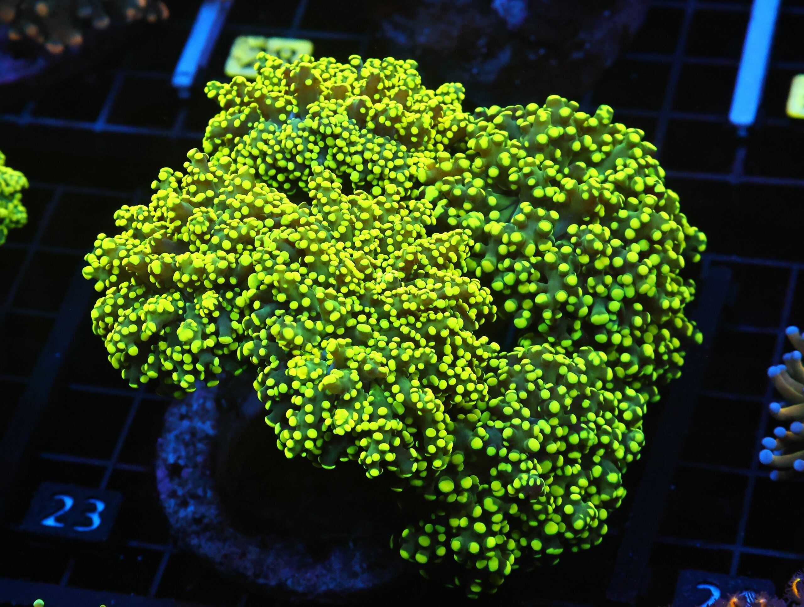 J23 - INDO FROGSPAWN BRANCH GAMMA RAY 4 HEAD