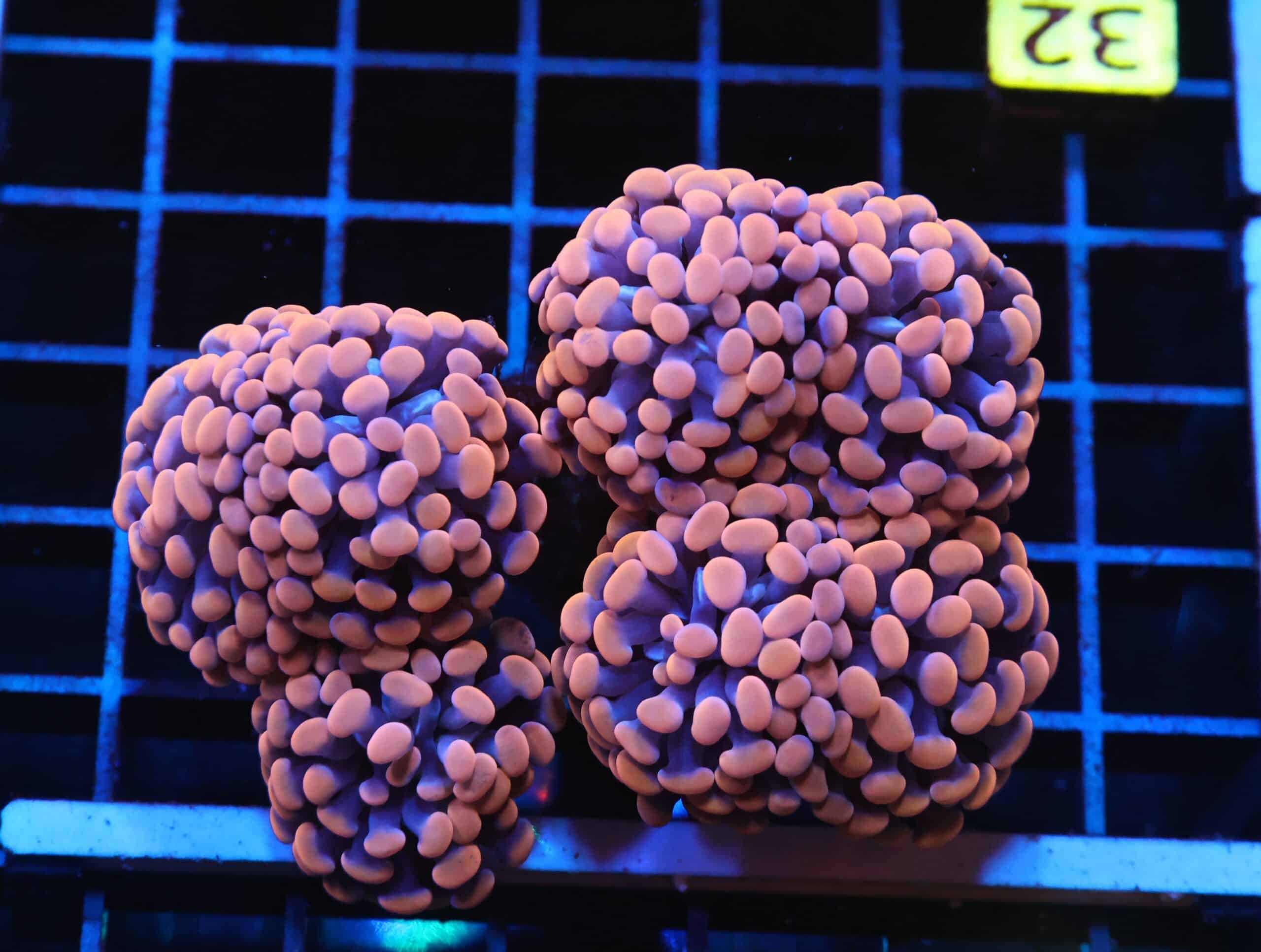 J32 - INDO HAMMER BRANCH ORANGE 7 HEAD