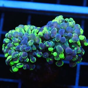 J33 - INDO HAMMER BRANCH TOXIC SPLATTER 2 HEAD