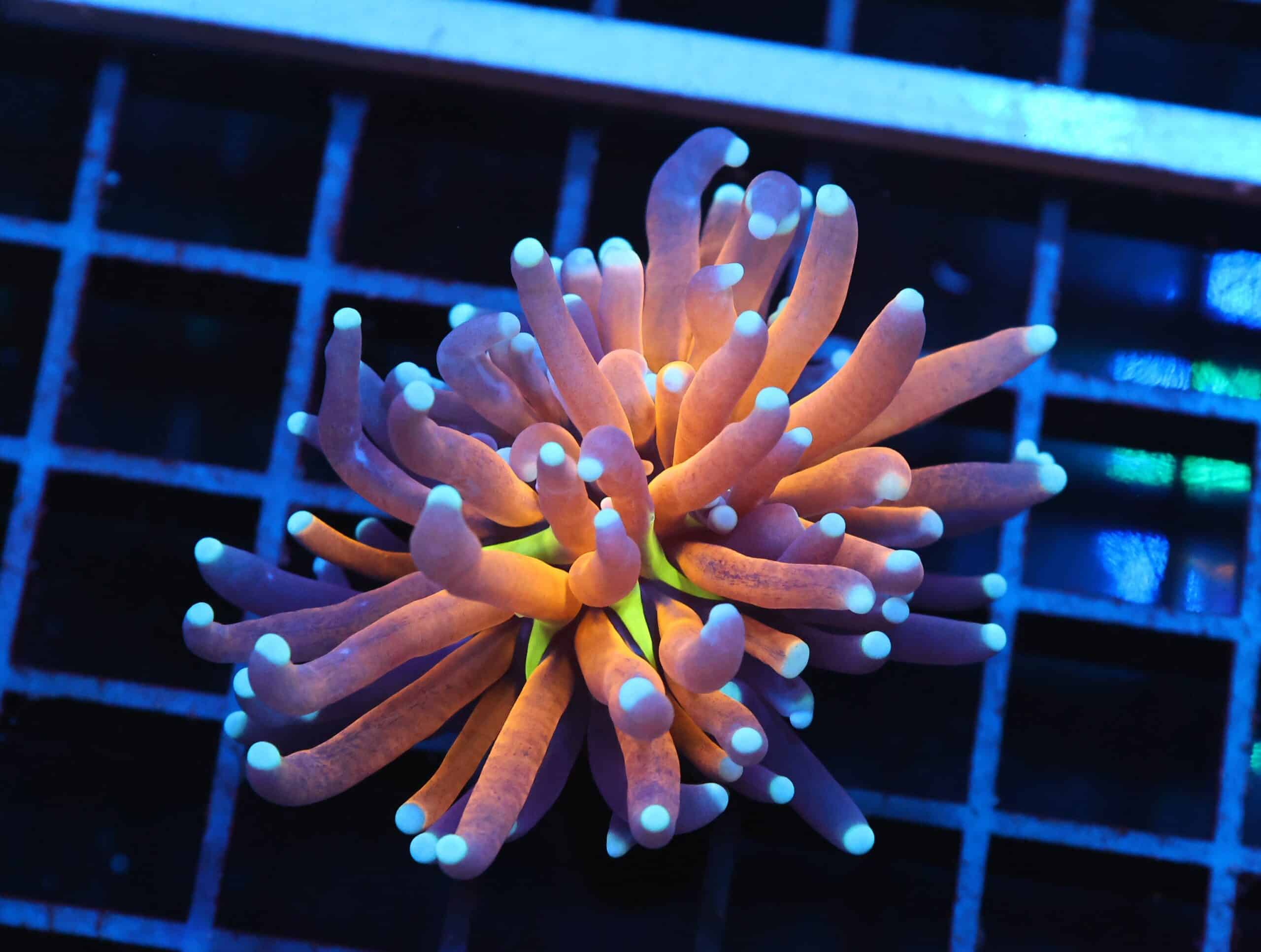 J38 - MALAYSIAN TORCH GOLD TIGER 1 HEAD