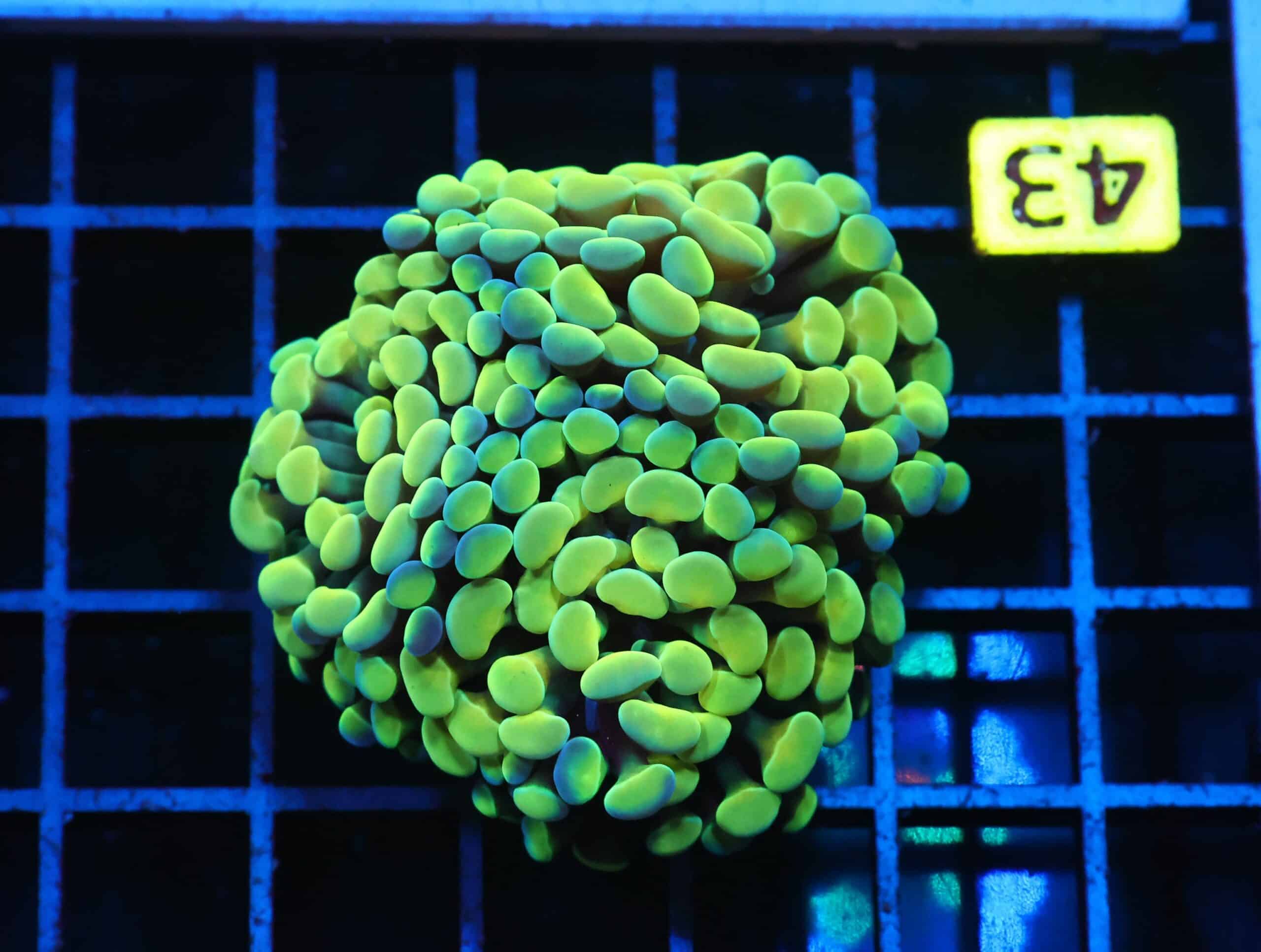 J43 - INDO HAMMER BRANCH GOLD 3 HEAD