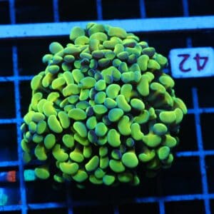 J42 - INDO HAMMER BRANCH GOLD 3 HEAD