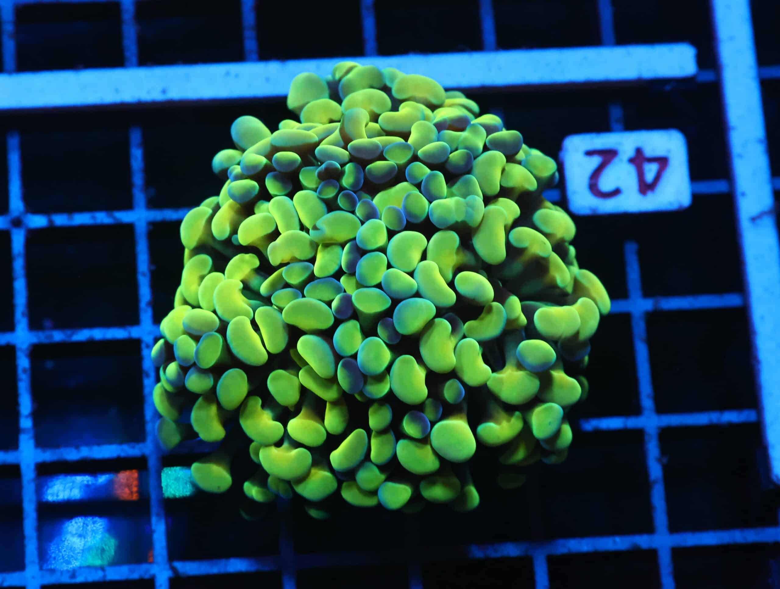 J42 - INDO HAMMER BRANCH GOLD 3 HEAD