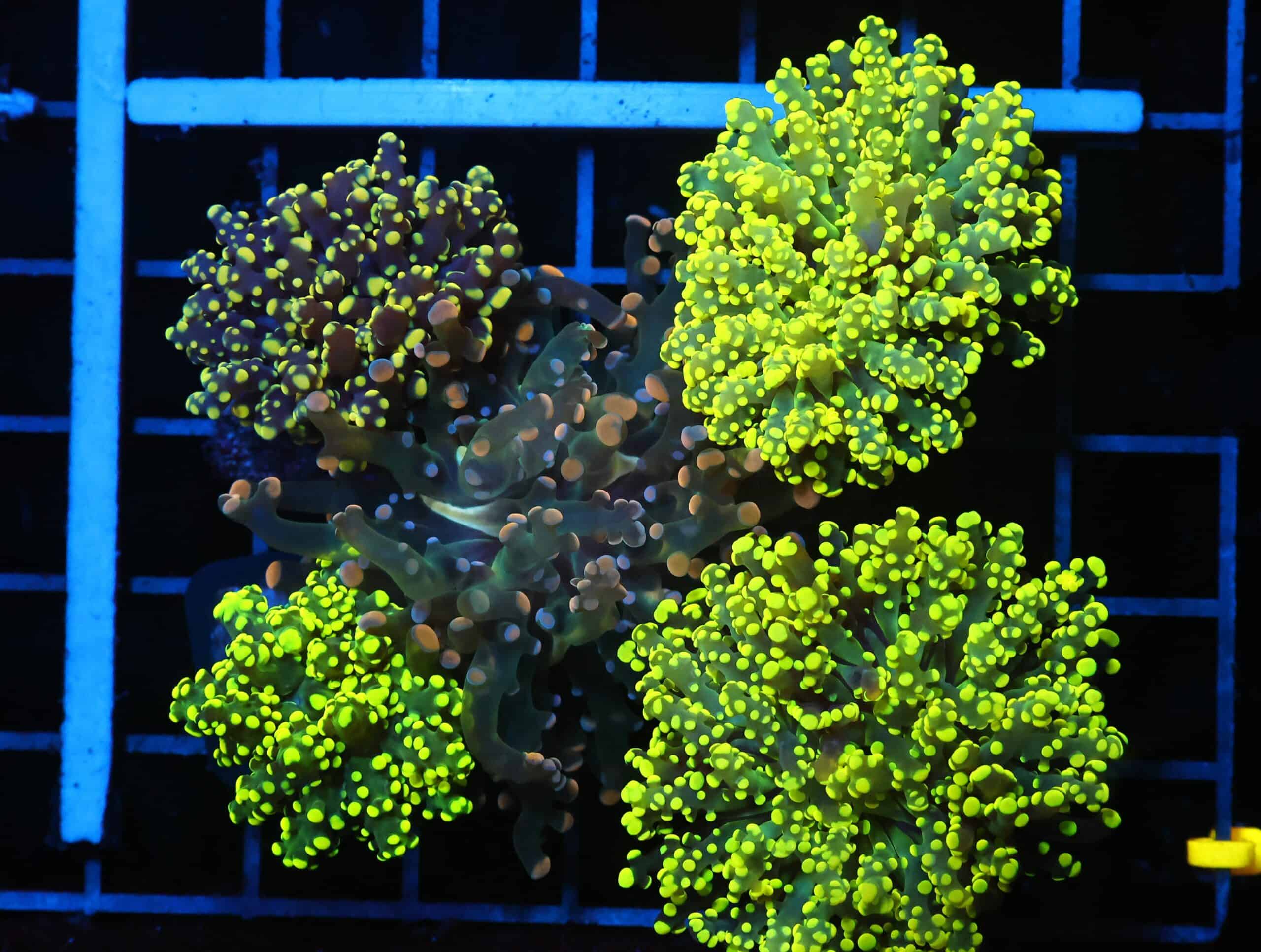 J46 - INDO FROGSPAWN BRANCH GARDEN 5 HEAD