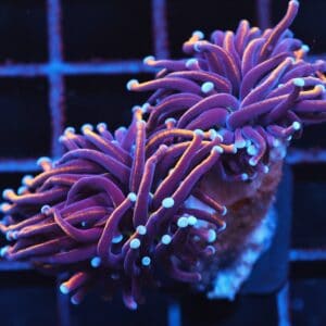 J58 - INDO TORCH GOLD VARIANT 2 HEAD