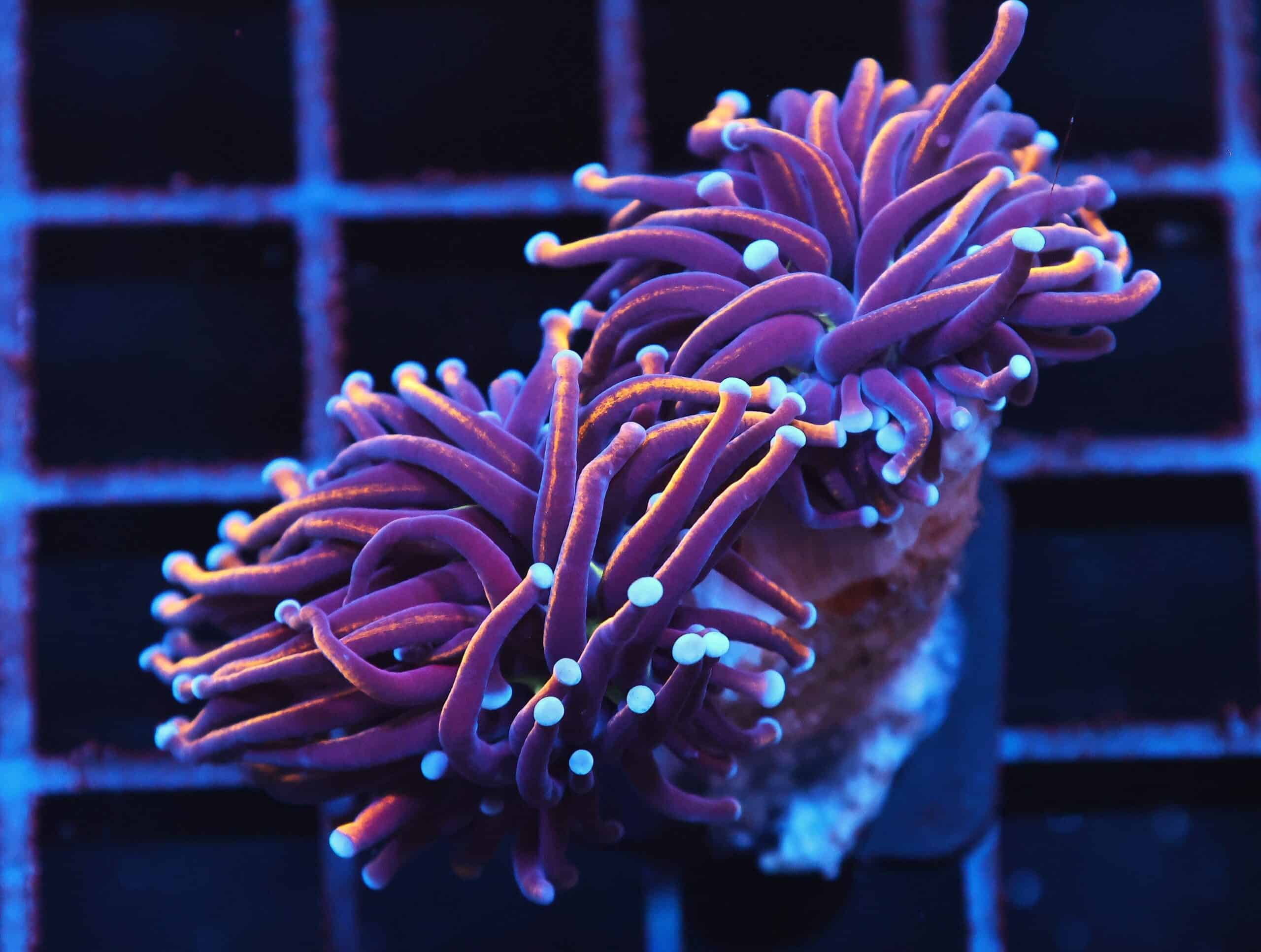 J58 - INDO TORCH GOLD VARIANT 2 HEAD