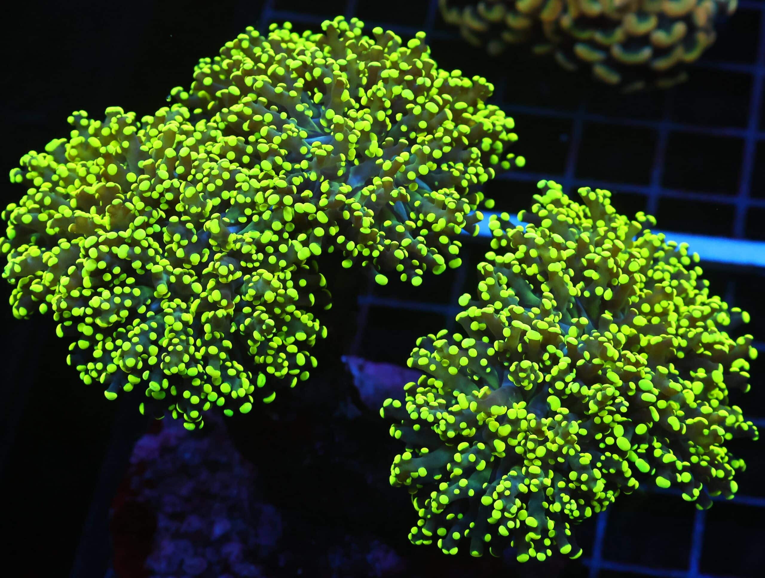 J61 - INDO FROGSPAWN BRANCH GAMMA RAY 5 HEAD