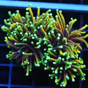 J62 - INDO TORCH HELLFIRE 2 HEAD