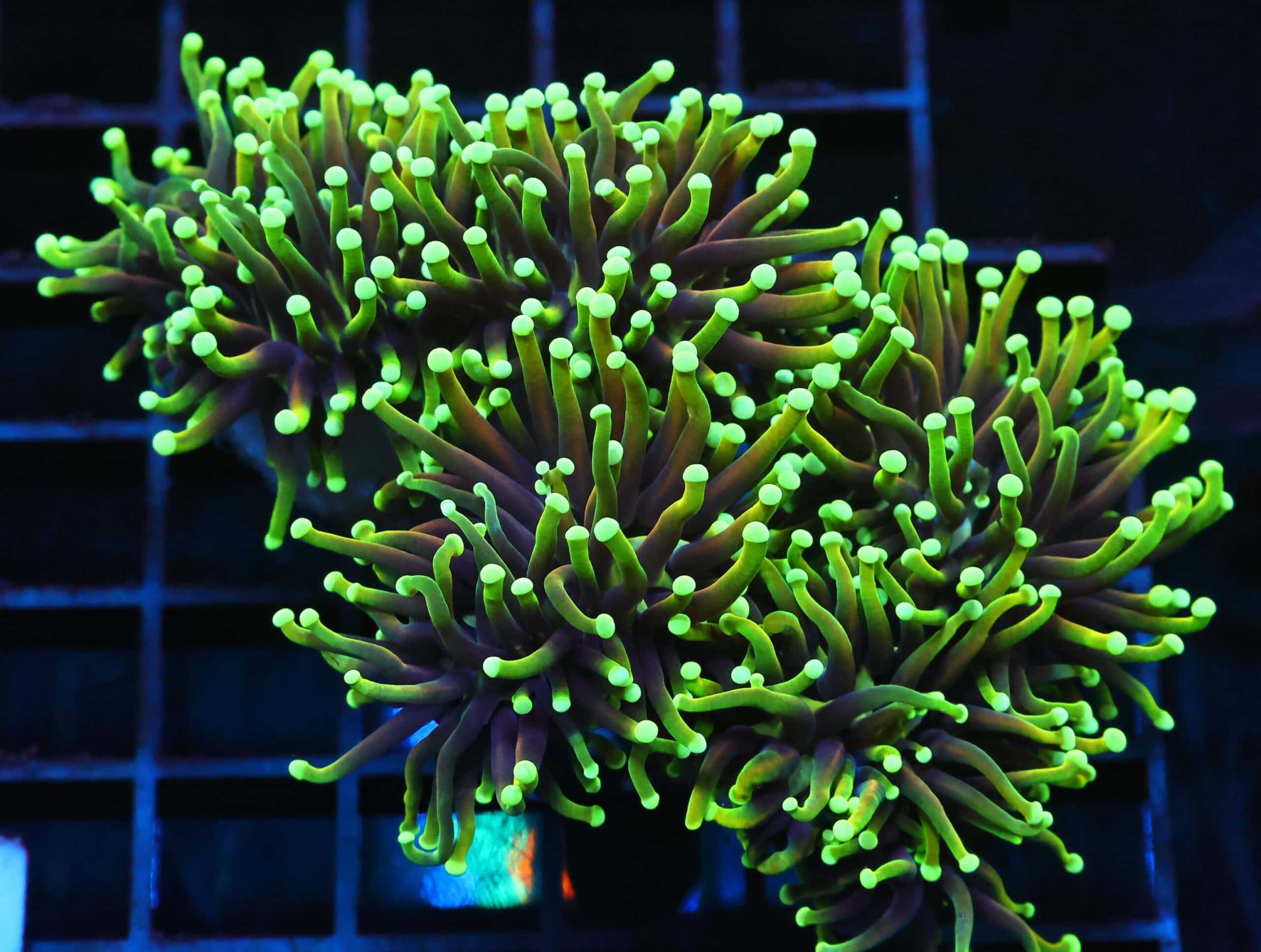 J65 - INDO TORCH DRAGON SOUL 4 HEAD