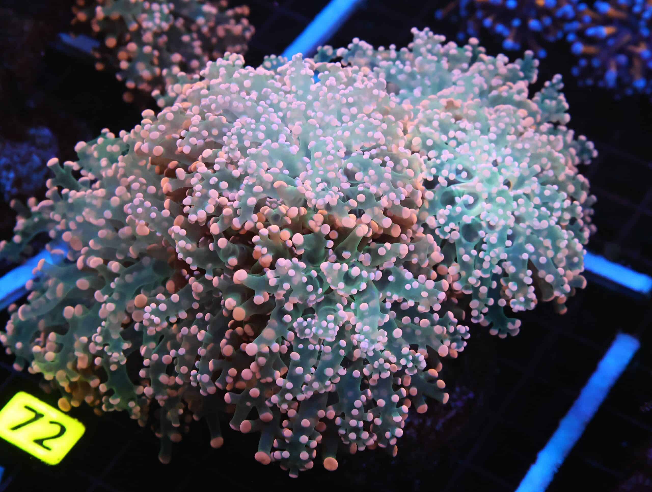 J72 - INDO FROGSPAWN BRANCH PEACH 7 HEAD