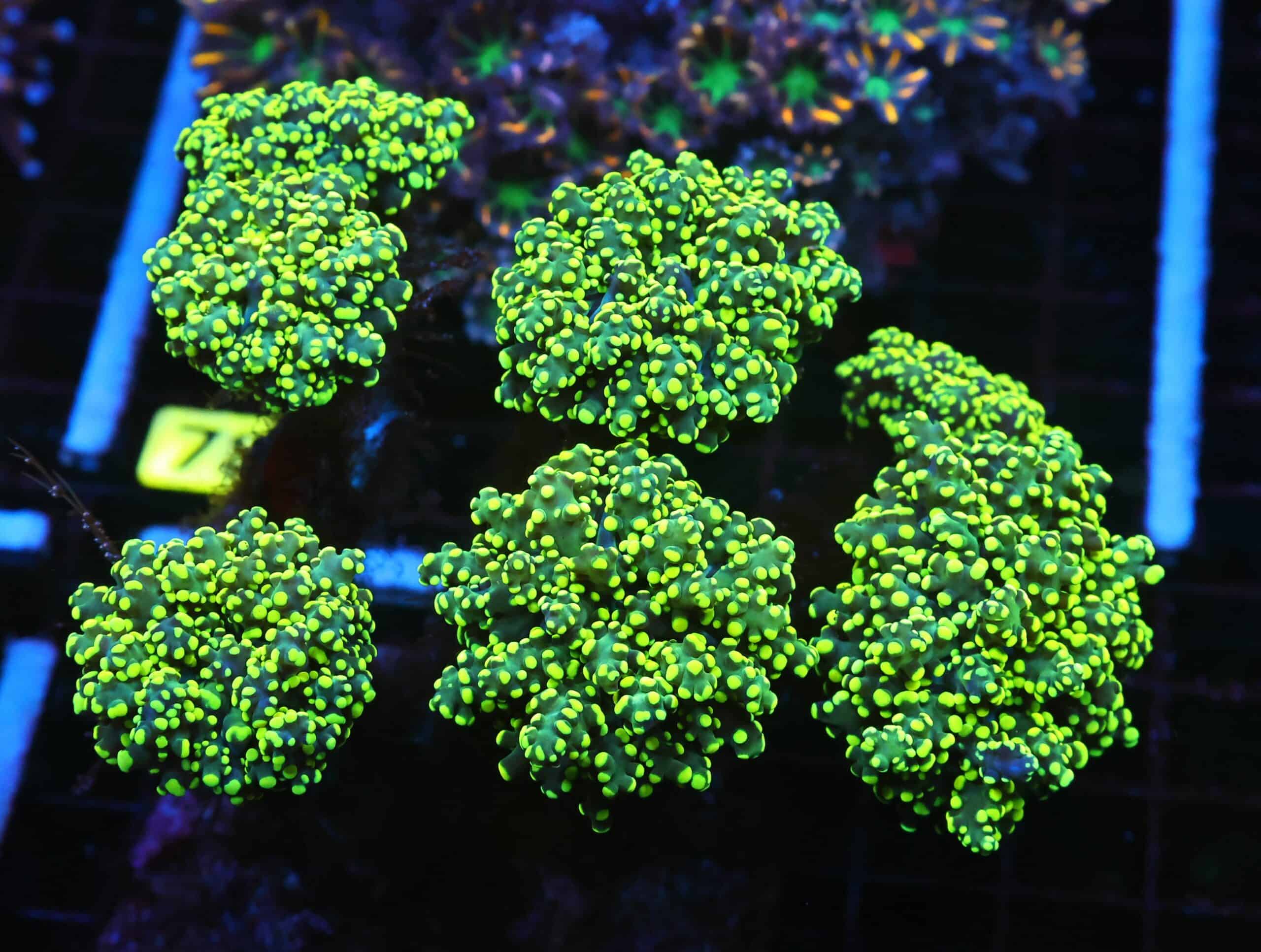 J73 - INDO FROGSPAWN BRANCH GAMMA RAY 7 HEAD