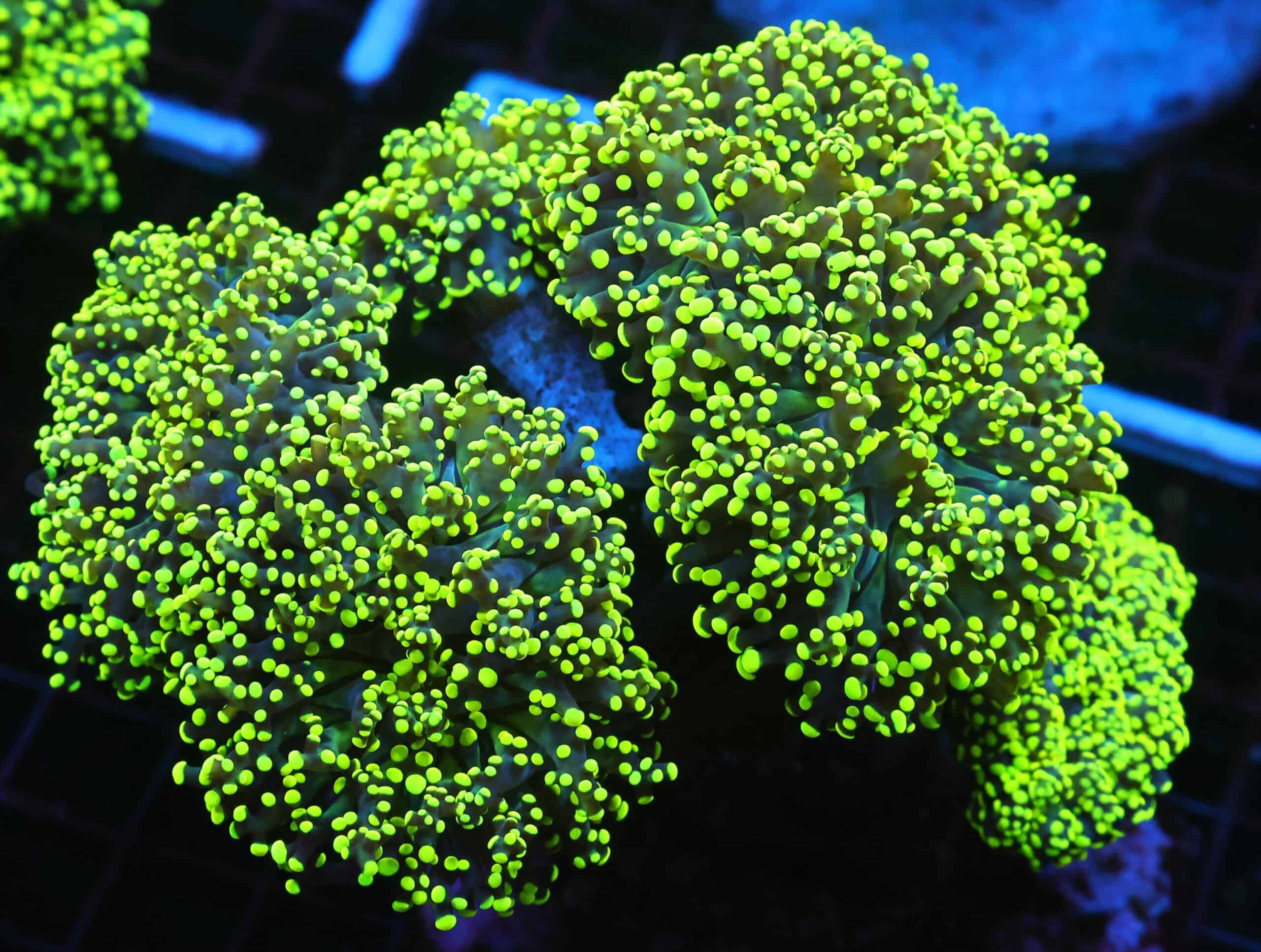 J74 - INDO FROGSPAWN BRANCH GAMMA RAY 7 HEAD