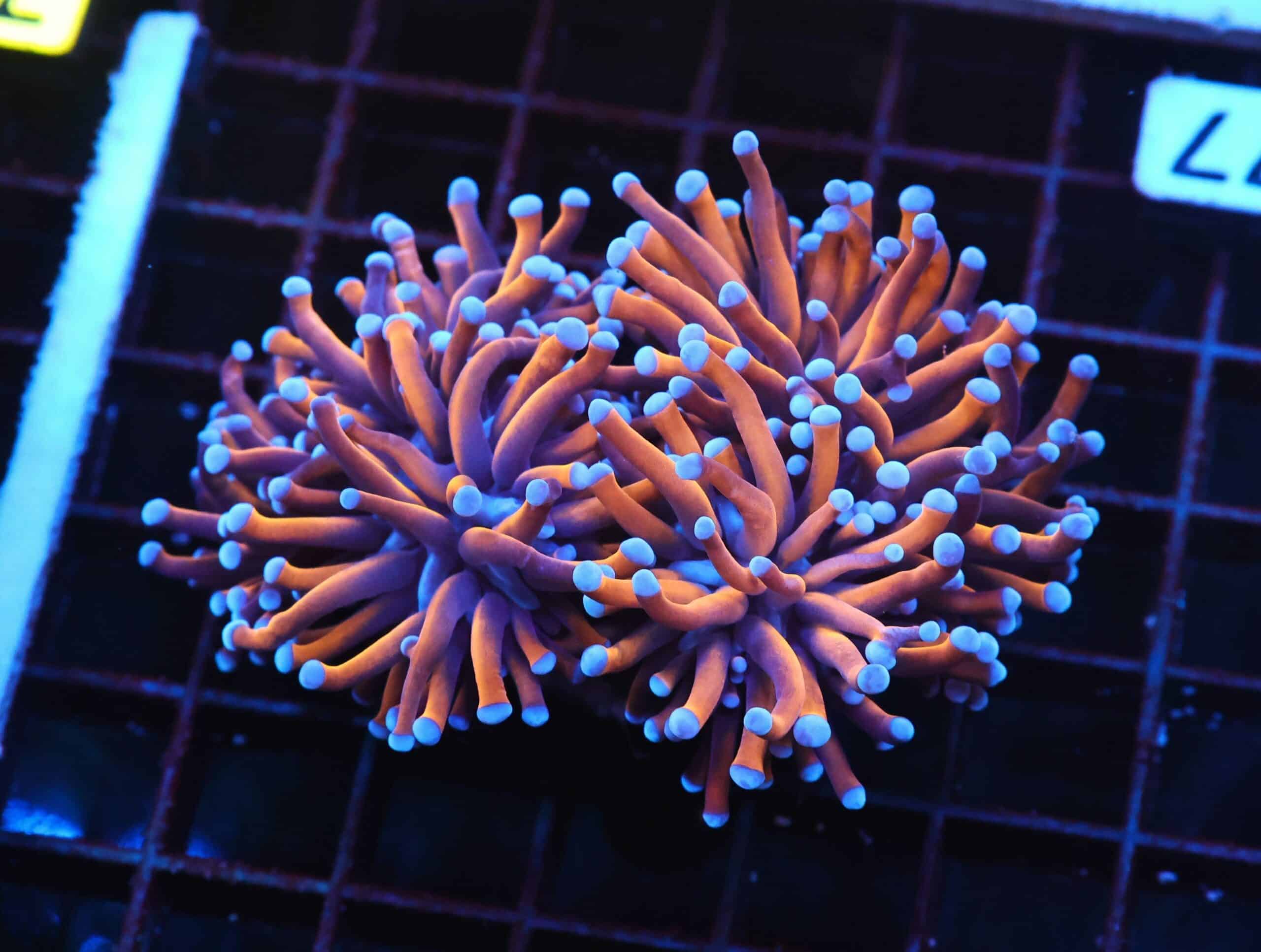 J77 - INDO TORCH GOLD VARIANT 2 HEAD