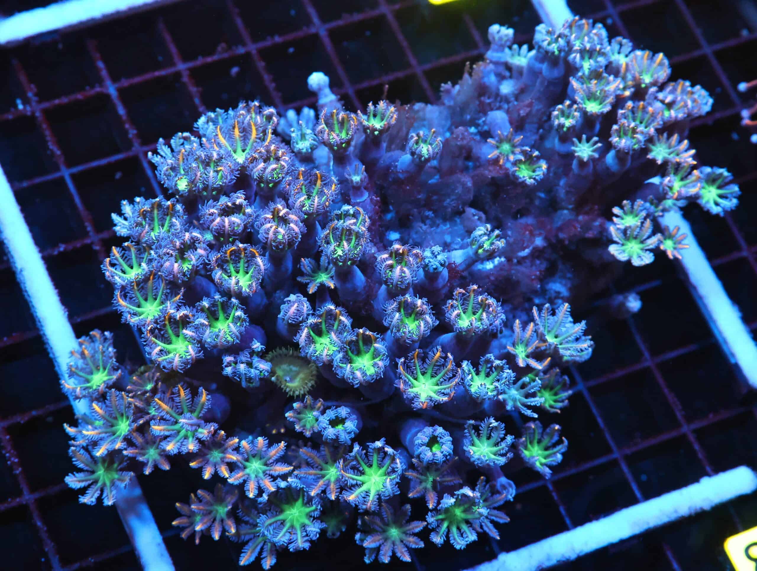 J83 - INDO GLOVE POLYP FIREWORKS