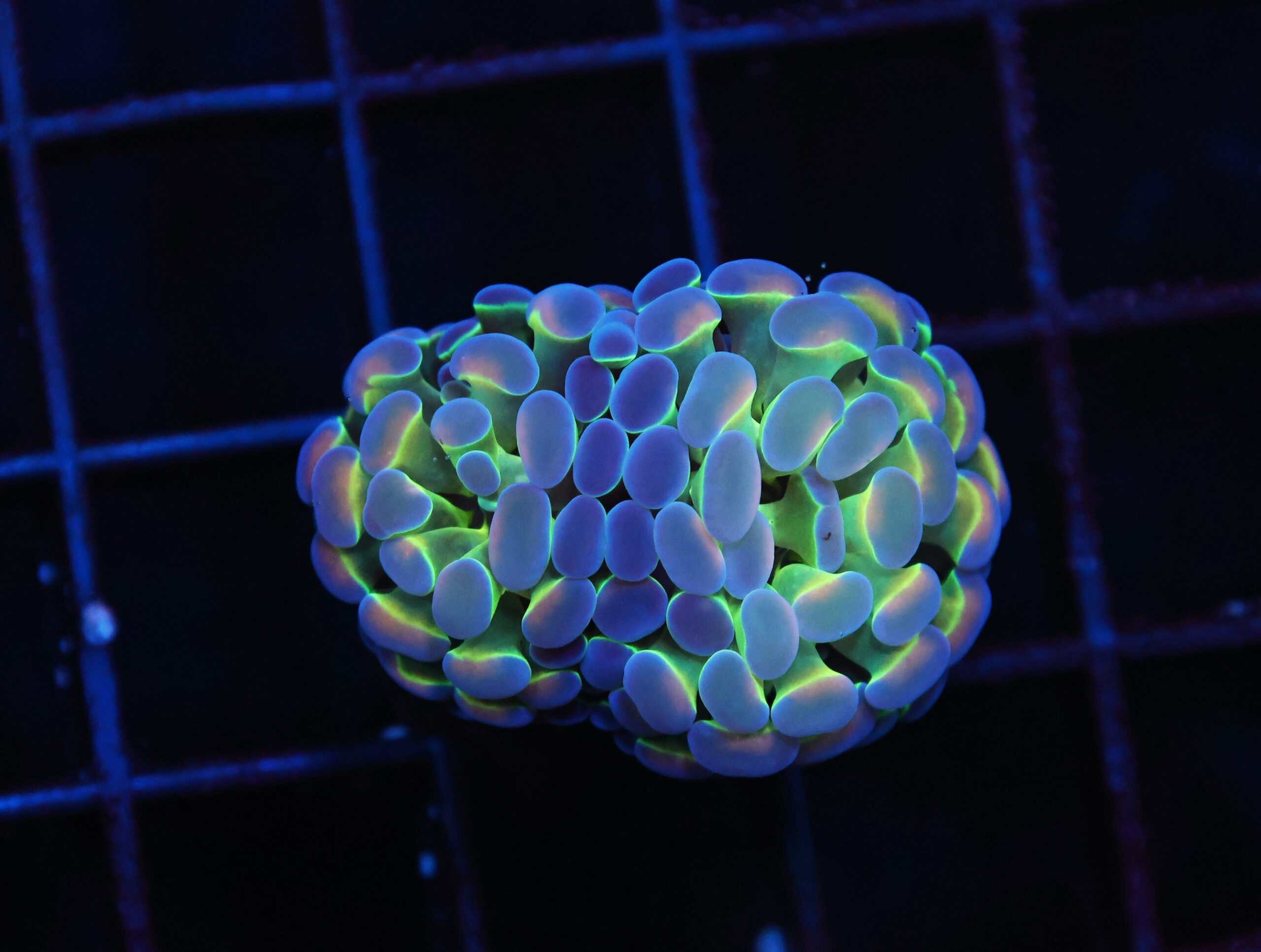 J86 - INDO HAMMER BRANCH PURPLE PRINCESS 2 HEAD