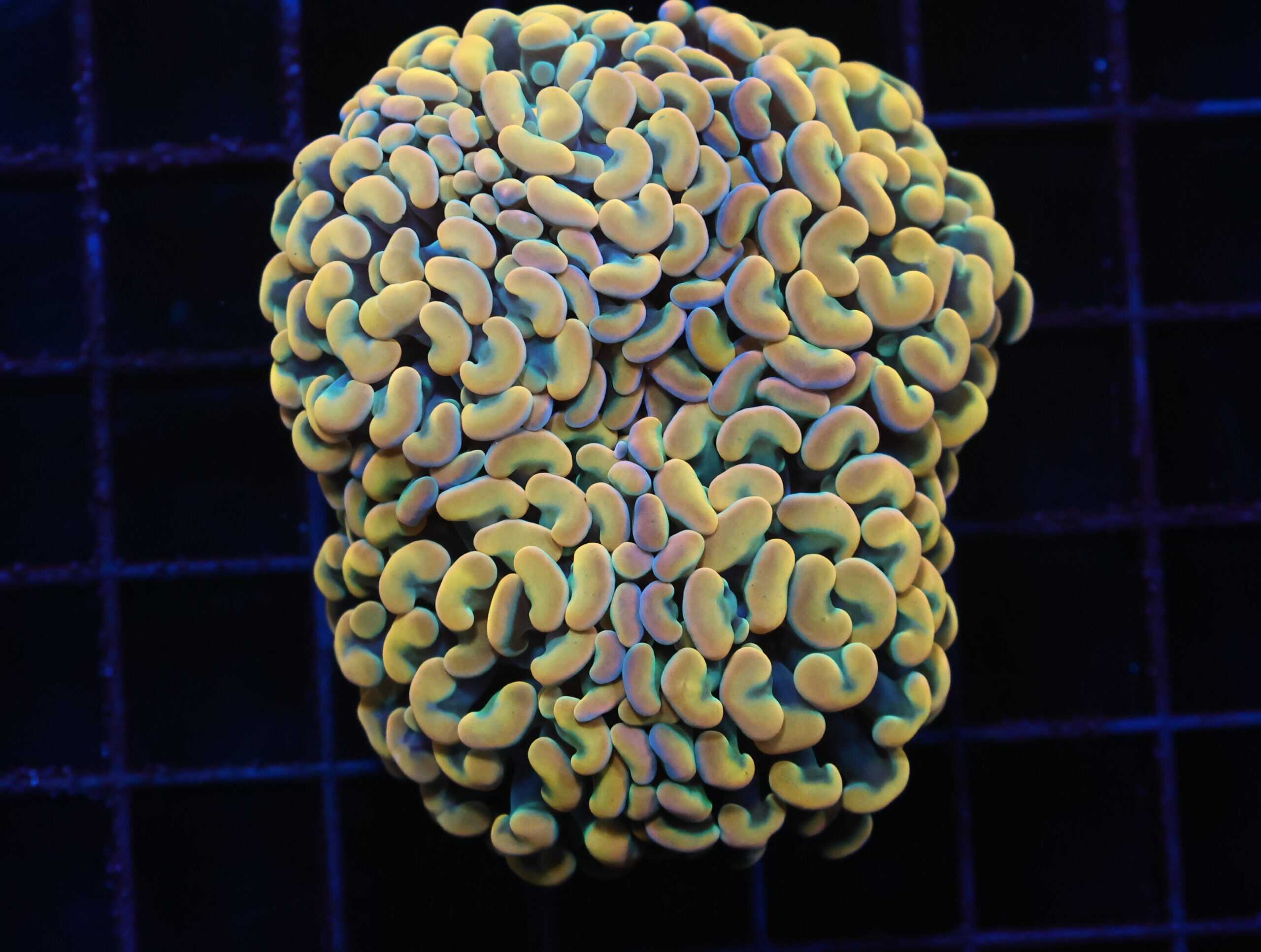 J89 - INDO HAMMER BRANCH GOLD 4 HEAD