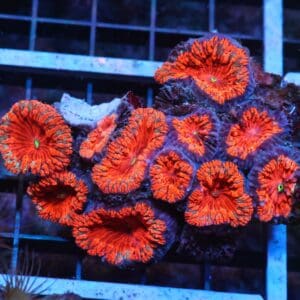 K18 - INDO RUBY RED BLASTO