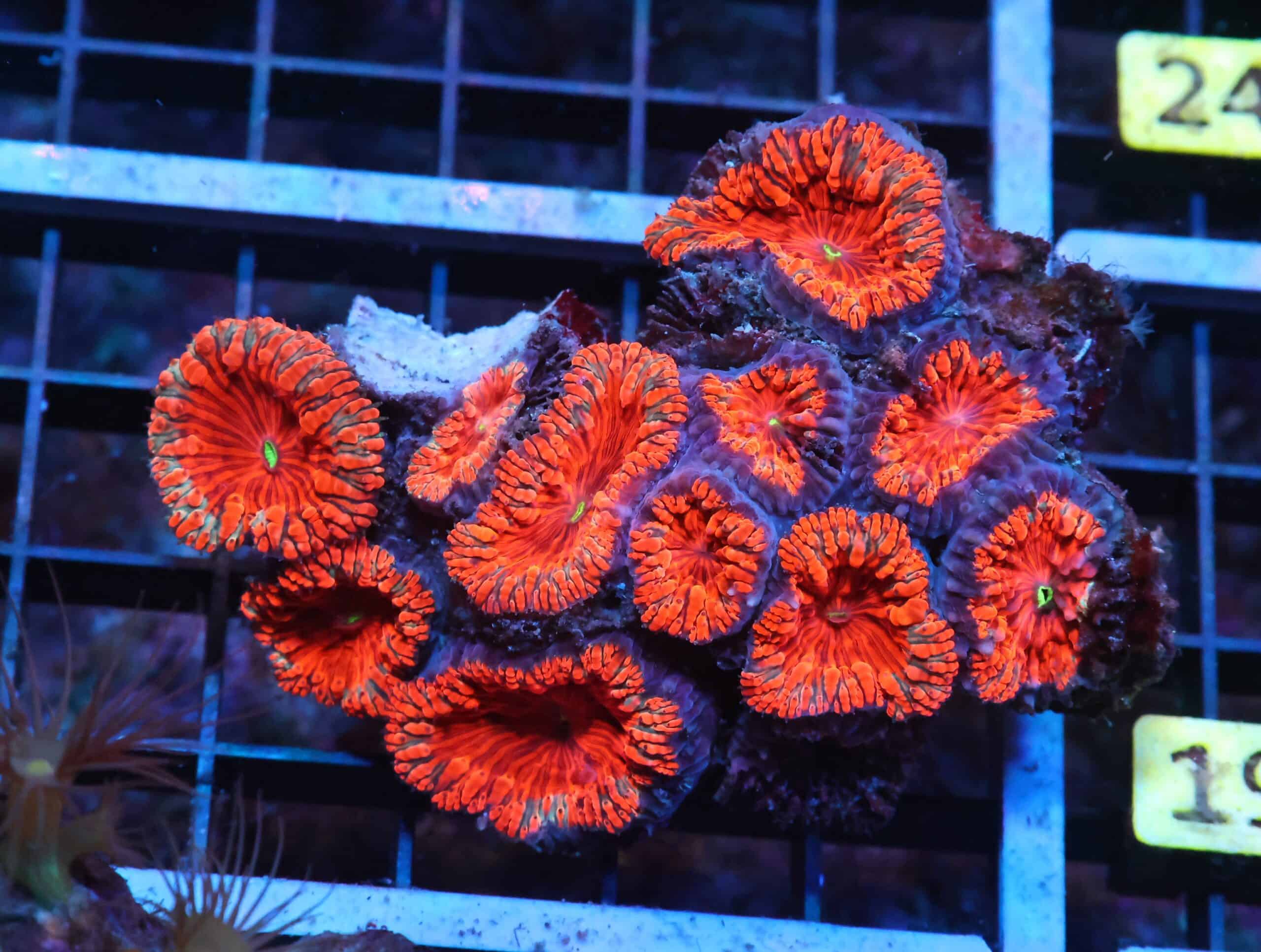 K18 - INDO RUBY RED BLASTO