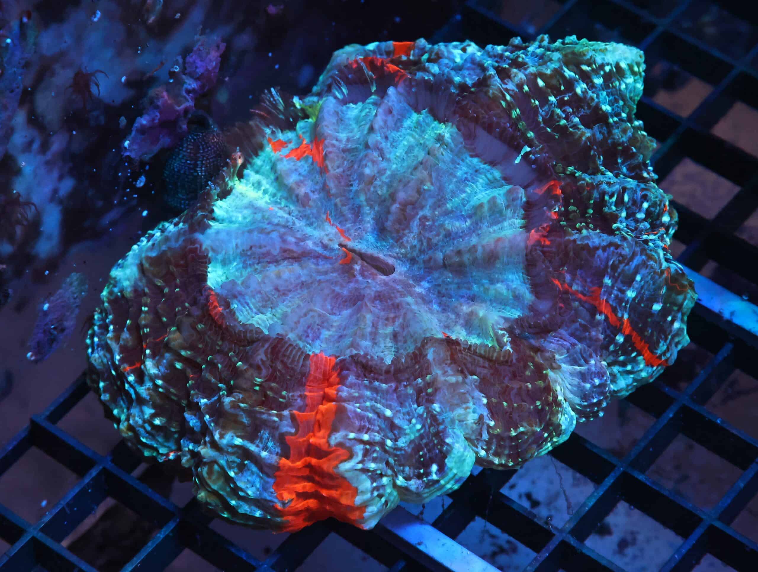 K21 - MALAYSIAN RED STRIPE ACANTHOPHYLLIA